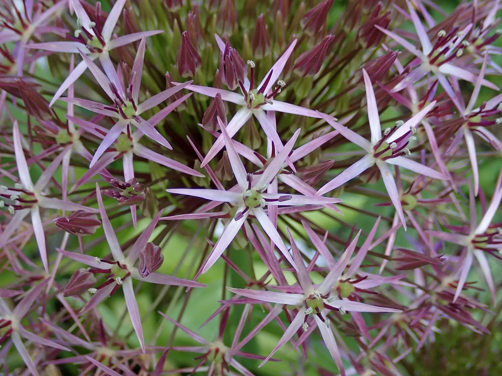 Star Of Persia (Allium Cristophii) — spherical clusters of lavender; it blooms in late spring to early summer, image 51