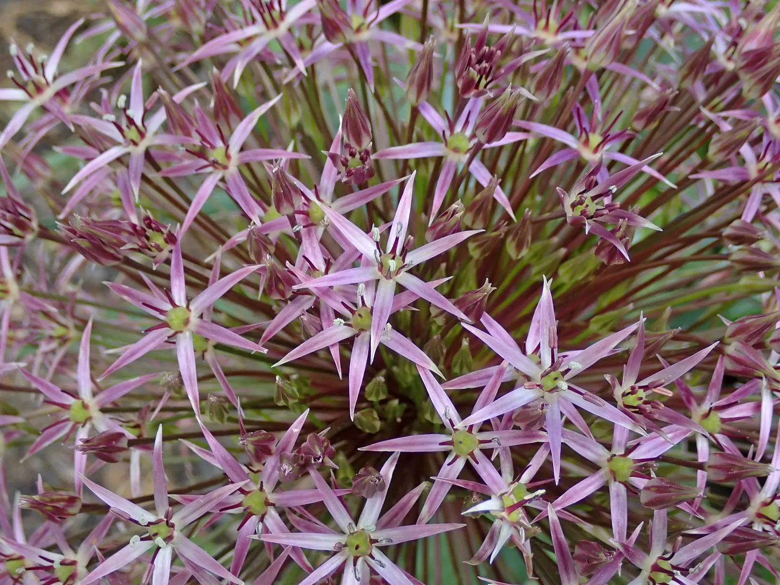 Star Of Persia (Allium Cristophii) — The foliage of Allium cristophii is equally attractive; strap-shaped; these flowers consist of up to 100, image 66