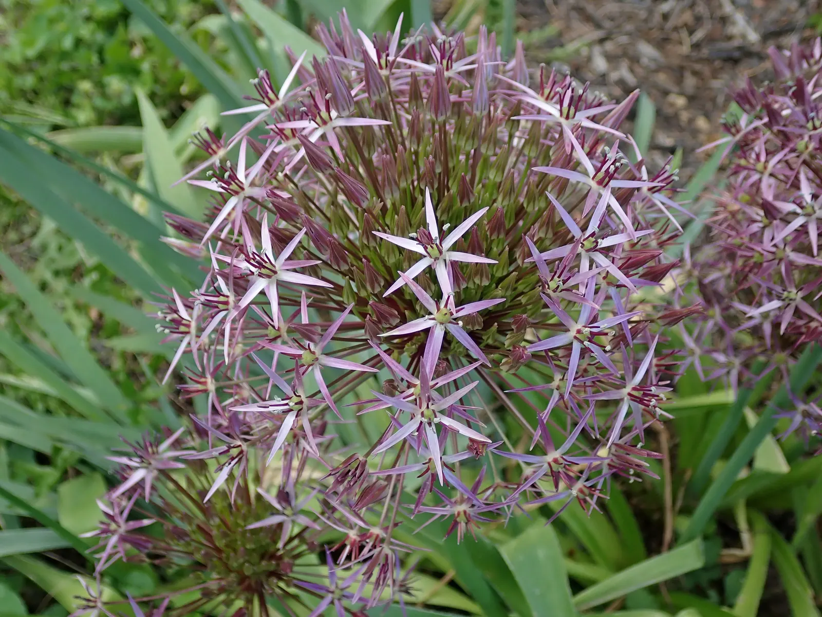 Star Of Persia (Allium Cristophii) — The foliage of Allium cristophii is equally attractive; strap-shaped; these flowers consist of up to 100 star-shaped