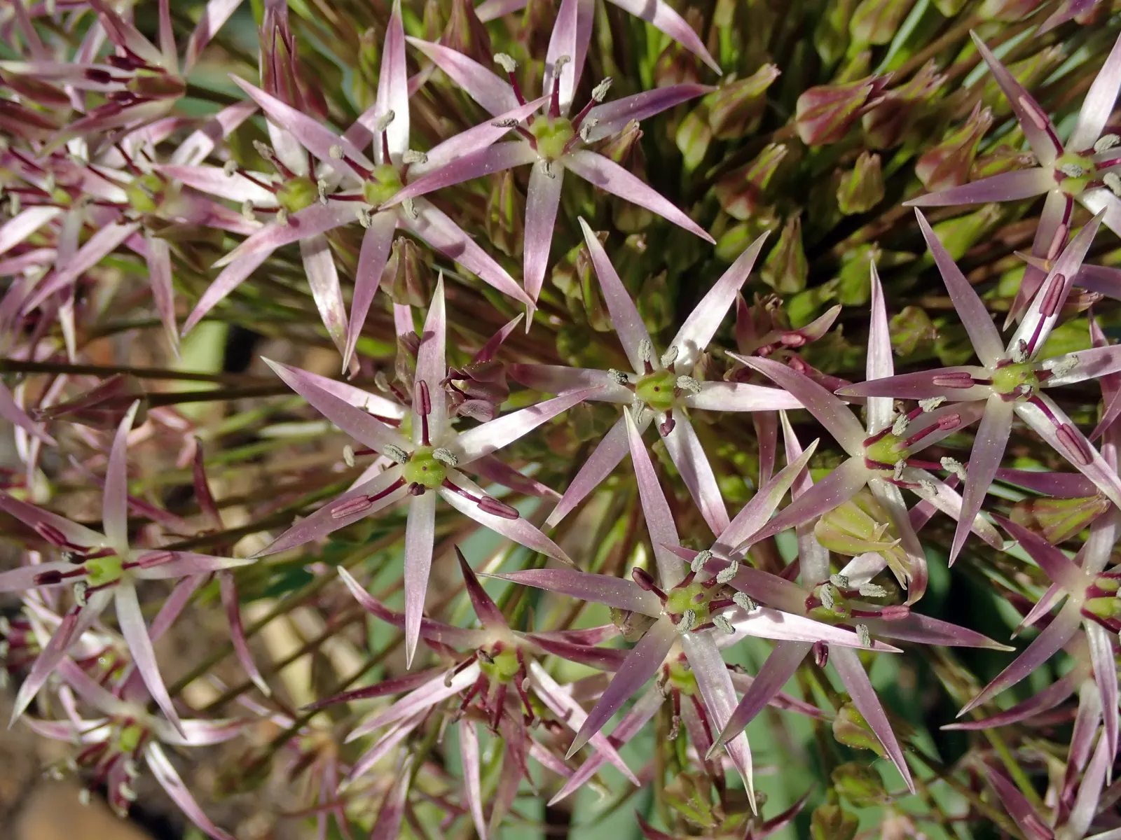 Star Of Persia (Allium Cristophii) — allowing the plant to offer both immediate appeal and enduring charm; spherical clusters of lavender