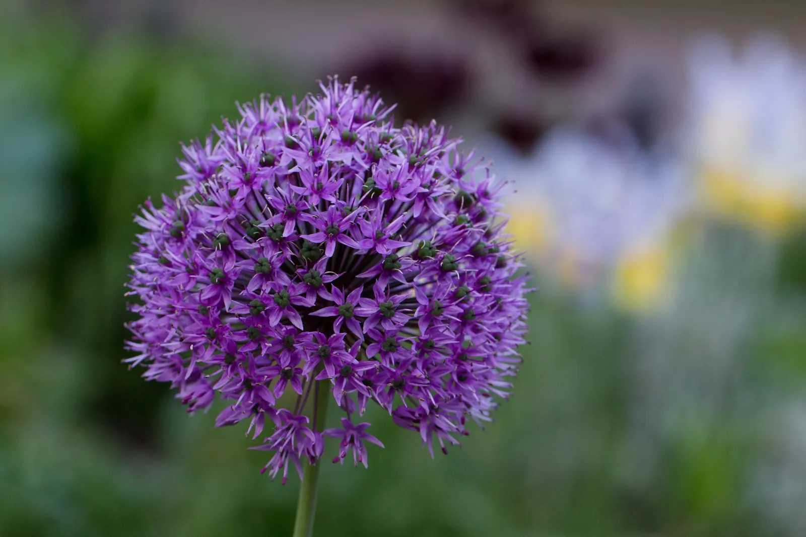 Star Of Persia (Allium Cristophii) — This perennial grows to a height of 18‚Äì24 inches and prefers well-drained soil in full sun; once established, it is