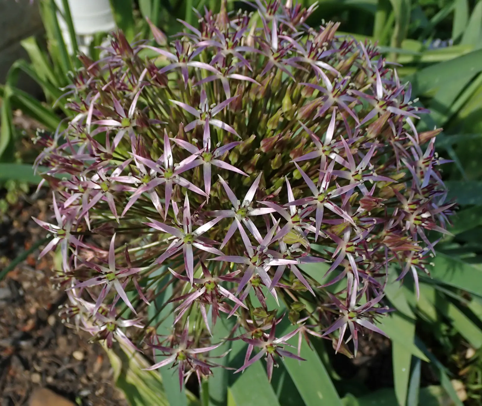 Star Of Persia (Allium Cristophii) — the flower heads span an impressive 8 to 12 inches in diameter; bulb / perennial with lavender blooms, image 61