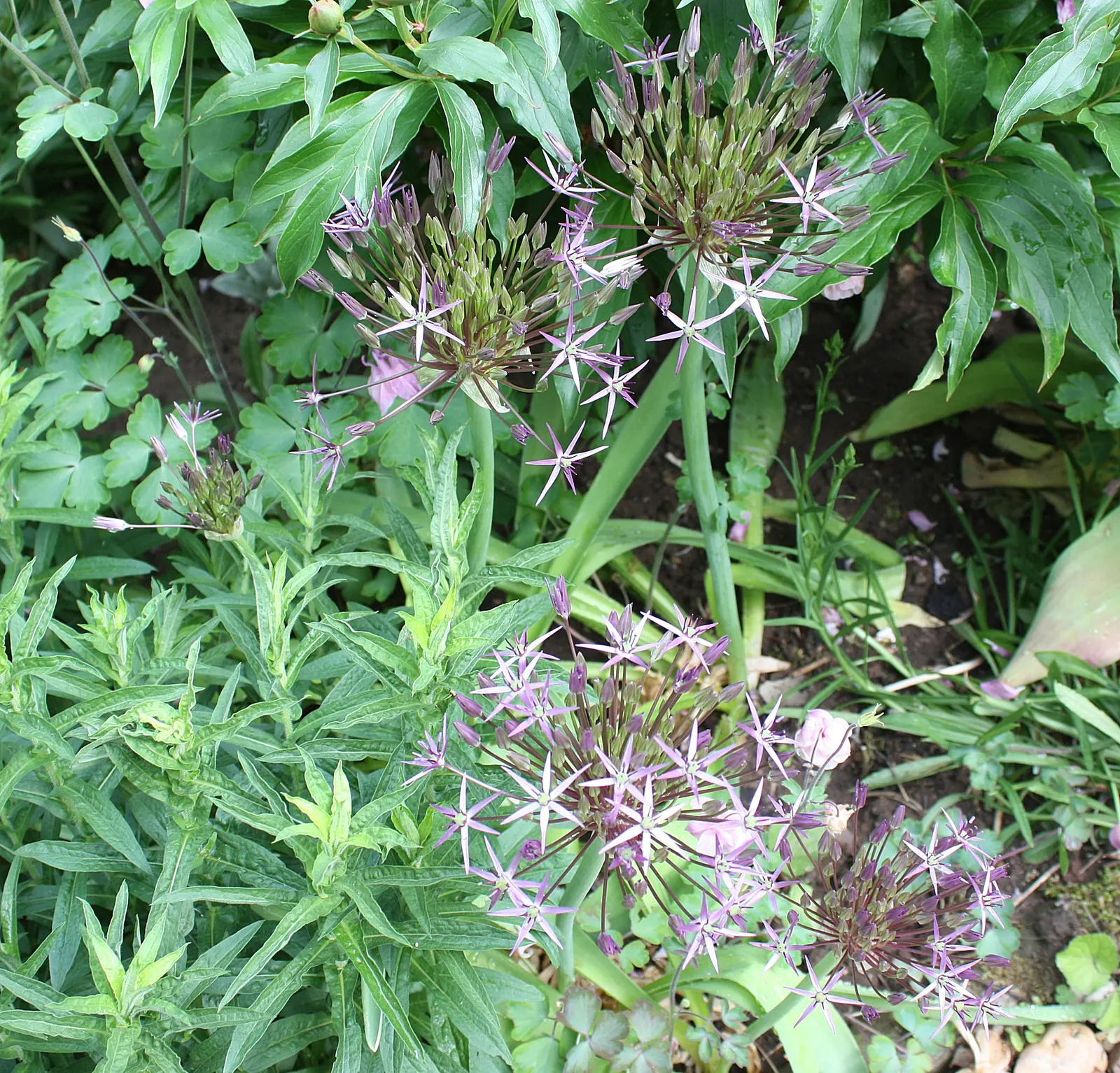 Star Of Persia (Allium Cristophii) — this allium reaches a height of 18 to 24 inches, image 38