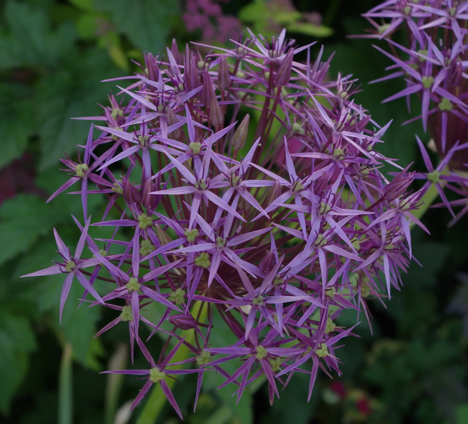 Star Of Persia (Allium Cristophii) — Once established, it is relatively drought tolerant and requires minimal maintenance; lavender flowers in the garden