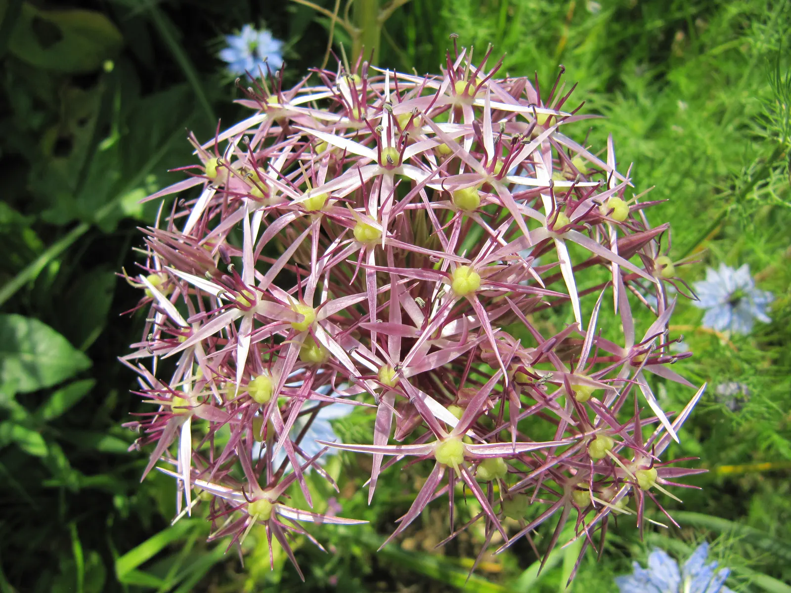 Star Of Persia (Allium Cristophii) — This perennial grows to a height of 18‚Äì24 inches and prefers well-drained soil in full sun; once, image 53