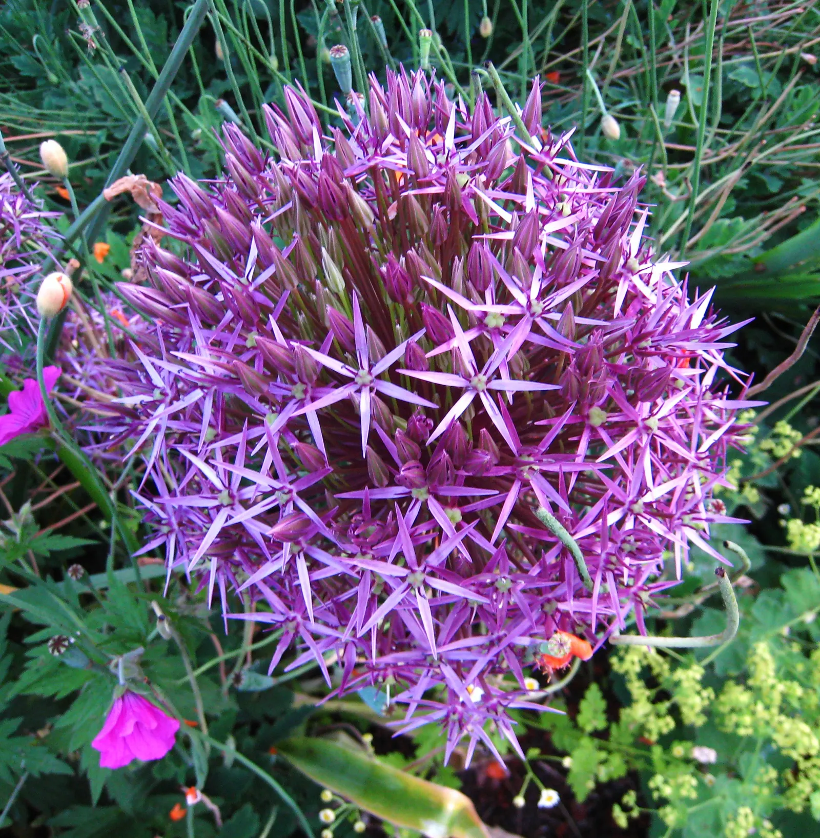Star Of Persia (Allium Cristophii) — Its long-lasting blooms also make superb fresh cut flowers or dried arrangements; thriving in USDA zones 4 through 8