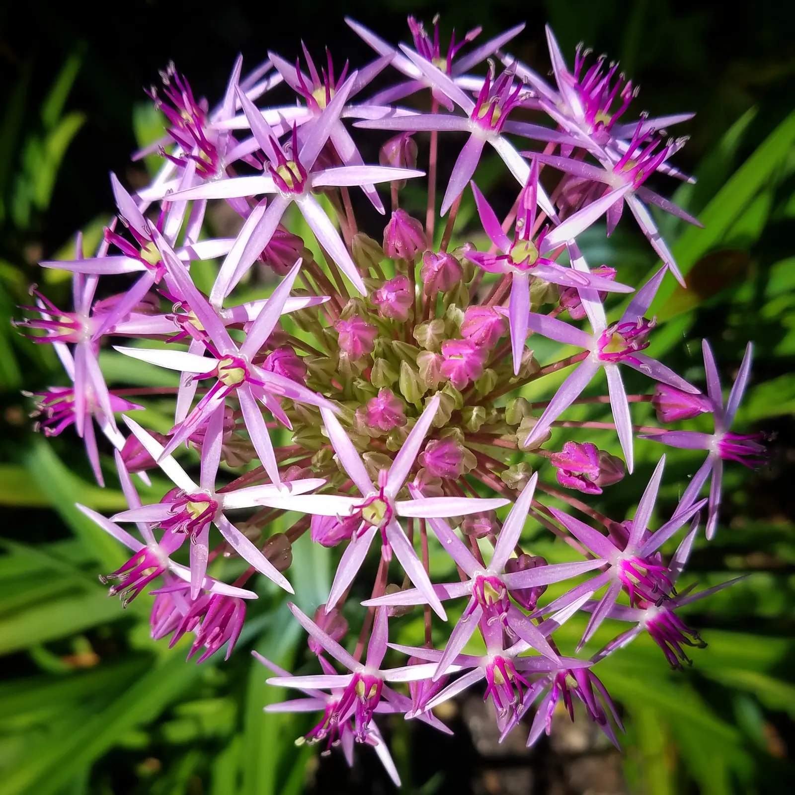 Star Of Persia (Allium Cristophii) — adding a dazzling display to borders and beds; commonly referred to as Star of Persia