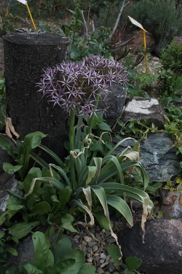 Star Of Persia (Allium Cristophii) — This perennial grows to a height of 18‚Äì24 inches and prefers well-drained soil in full sun