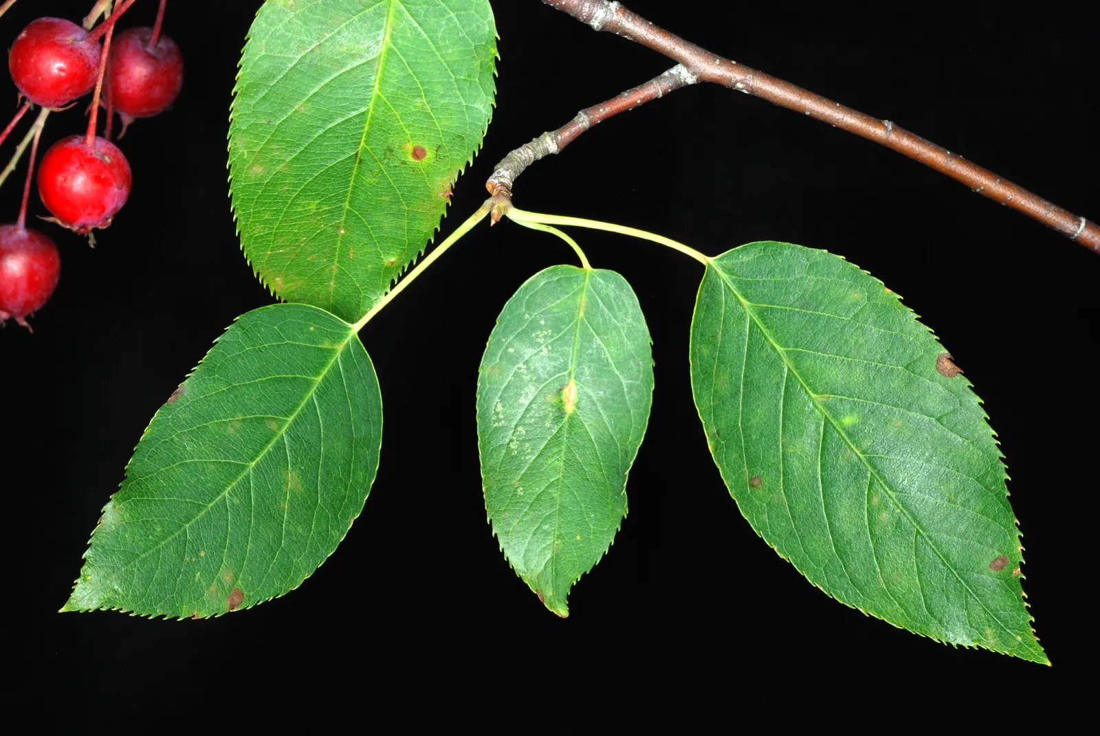 Downy Serviceberry (Amelanchier Arborea) — Adaptable to different soils, it features edible June berries and vibrant fall foliage