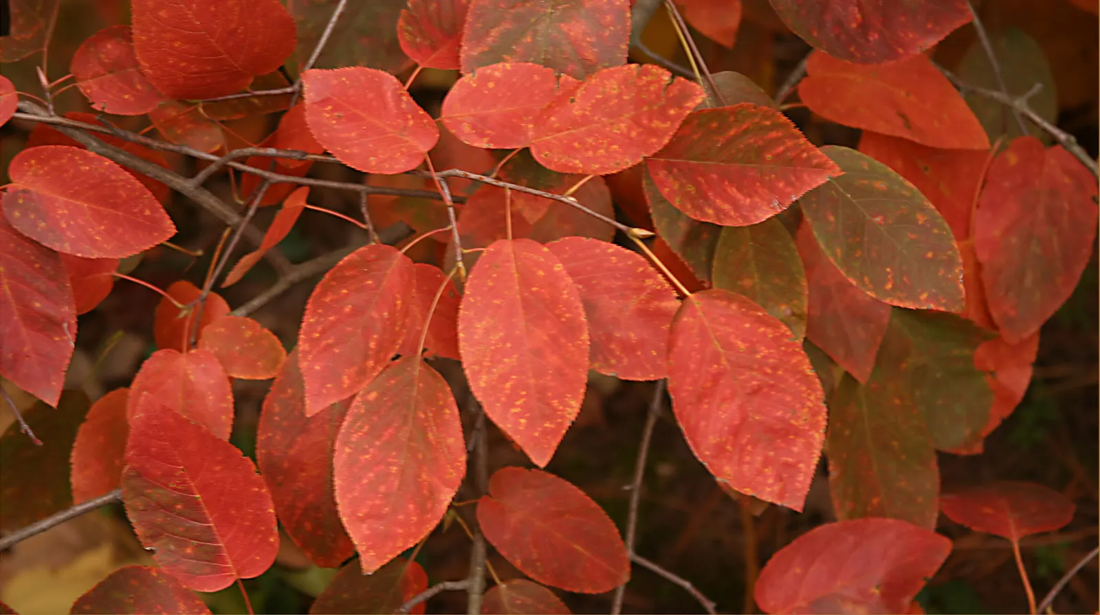 Downy Serviceberry (Amelanchier Arborea) — the Downy Serviceberry prospers in full sun to partial shade and prefers well-drained; each 2 to 4-inch raceme