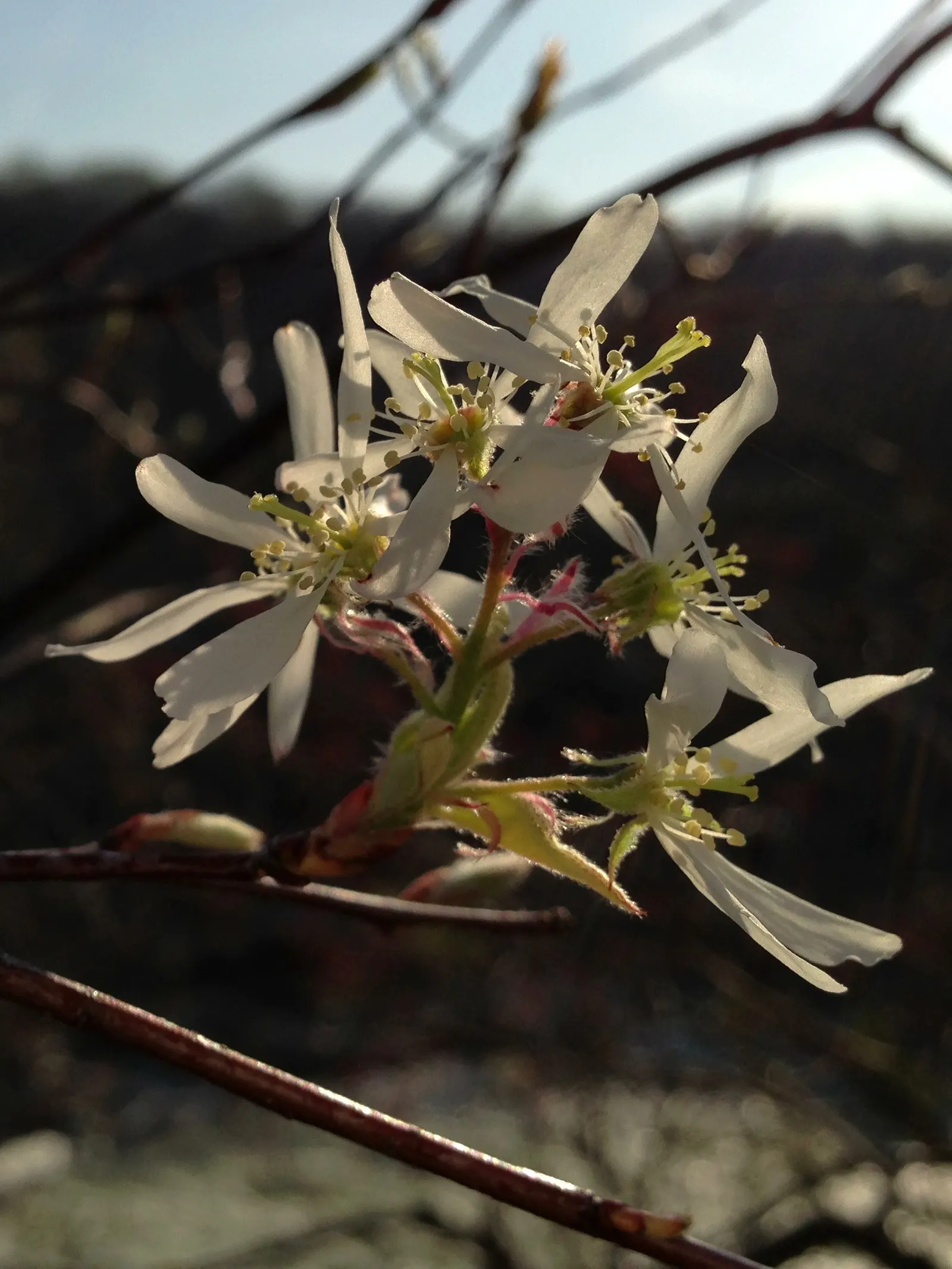Downy Serviceberry (Amelanchier Arborea) — Suitable for small spaces, it attracts birds and pollinators, enhancing ecological diversity