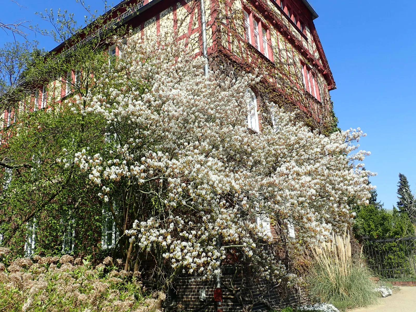 Downy Serviceberry (Amelanchier Arborea) — is a versatile and elegant small tree or large shrub; this native North American species thrives in USDA zones 4