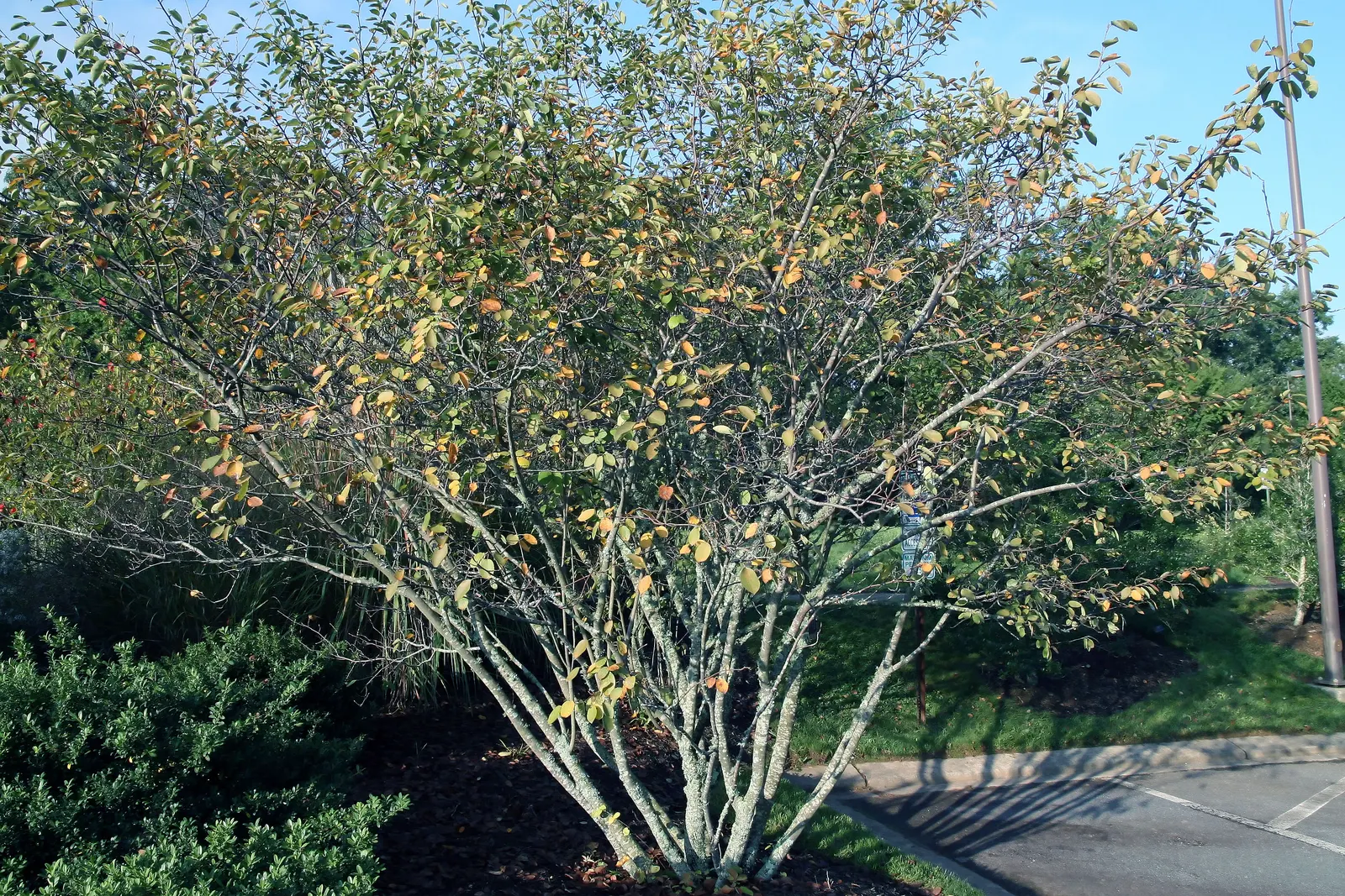 Downy Serviceberry (Amelanchier Arborea) — Typically reaching a height of 15 to 25 feet with a similar spread