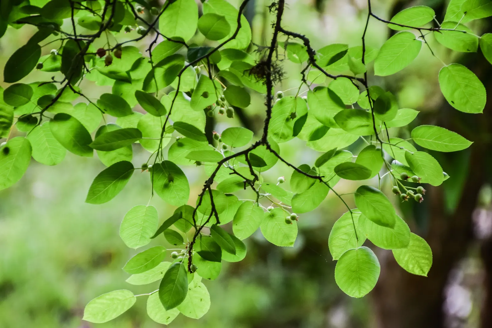 Downy Serviceberry (Amelanchier Arborea) — Suitable for small spaces, it attracts birds and pollinators, enhancing ecological diversity; develops subtle