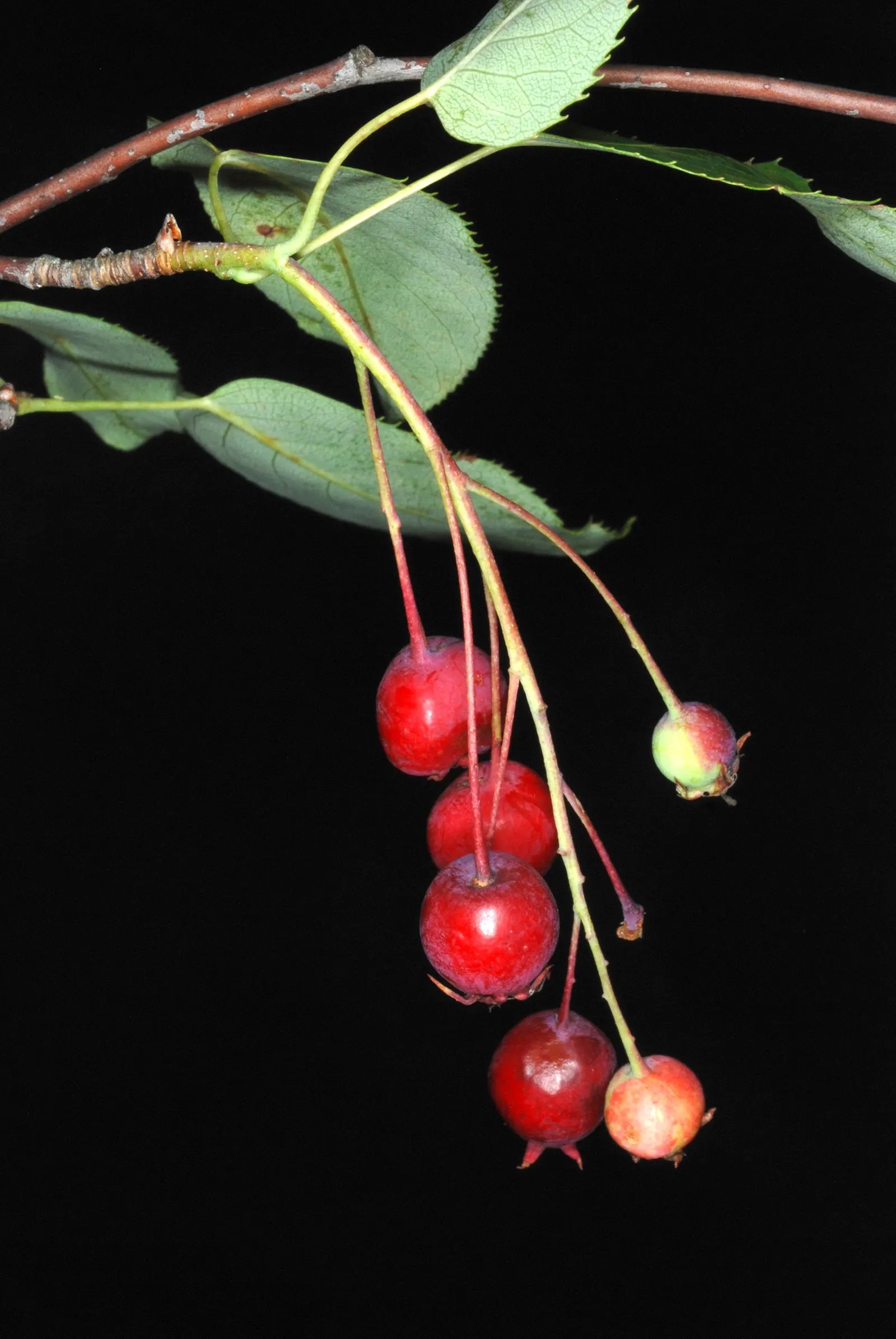 Downy Serviceberry (Amelanchier Arborea) — white flowers in the garden