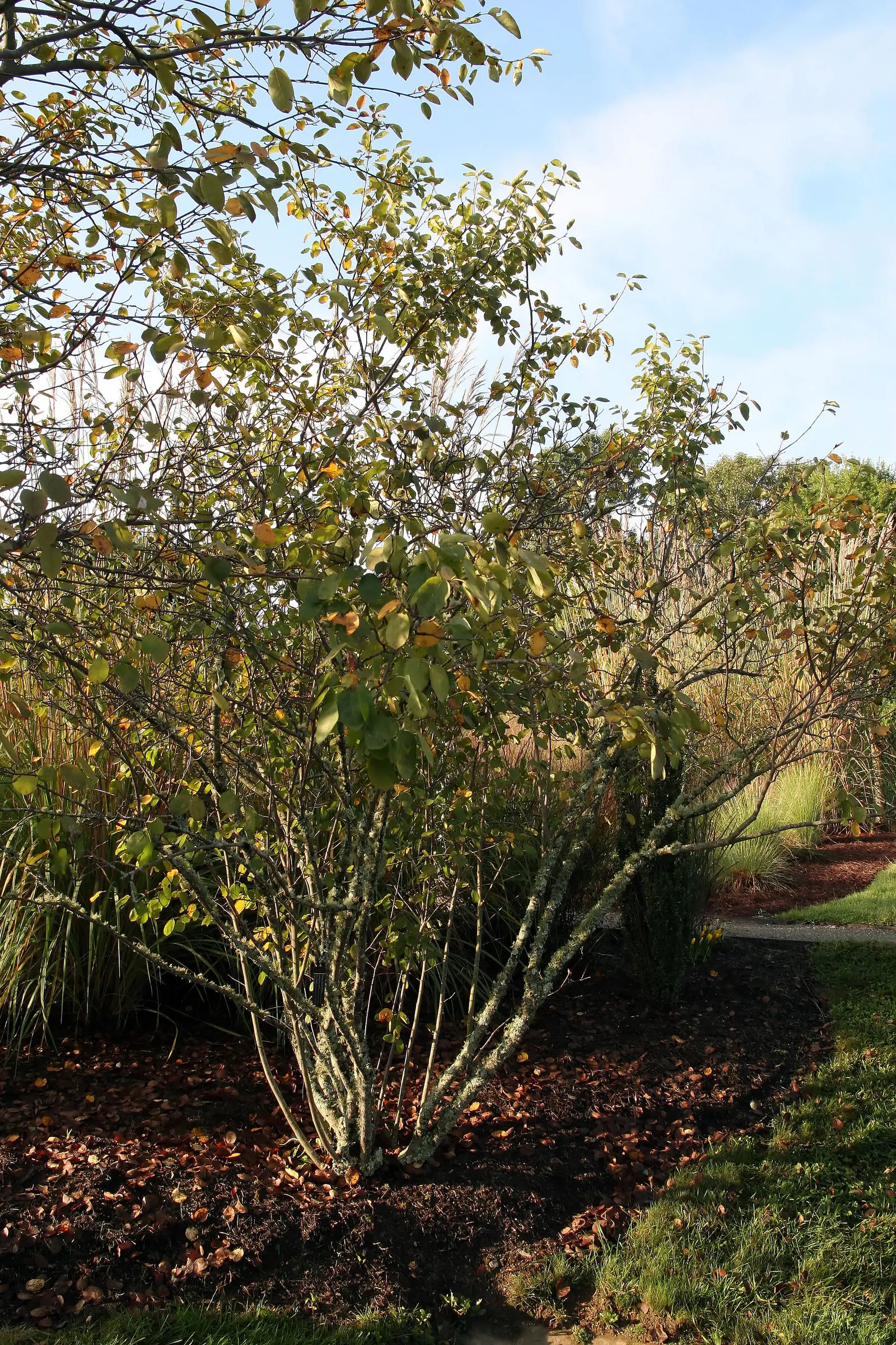 Downy Serviceberry (Amelanchier Arborea) — shrub / tree with white blooms