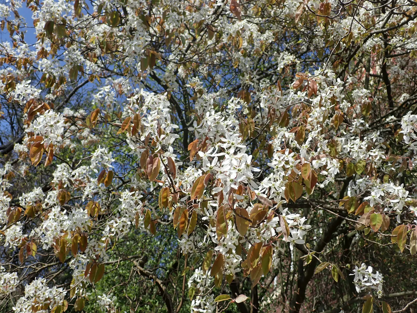 Downy Serviceberry (Amelanchier Arborea) — edible purplish-black berries emerge