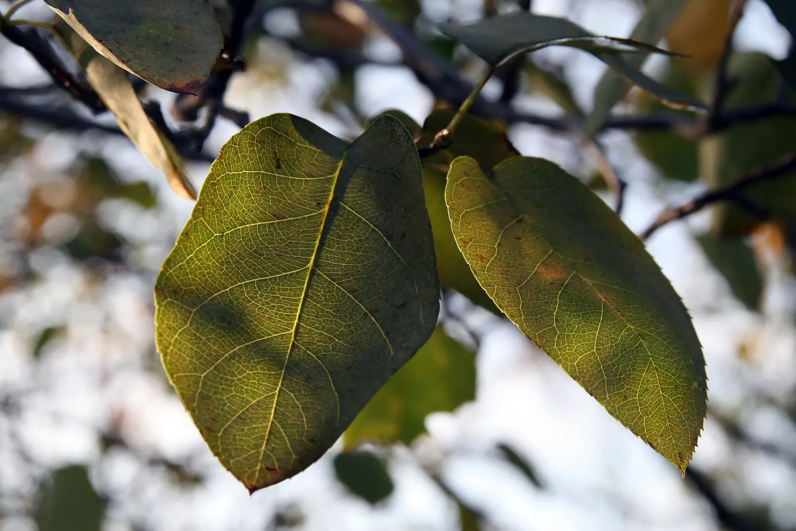 Downy Serviceberry (Amelanchier Arborea) — the Downy Serviceberry is a valuable addition to any landscape
