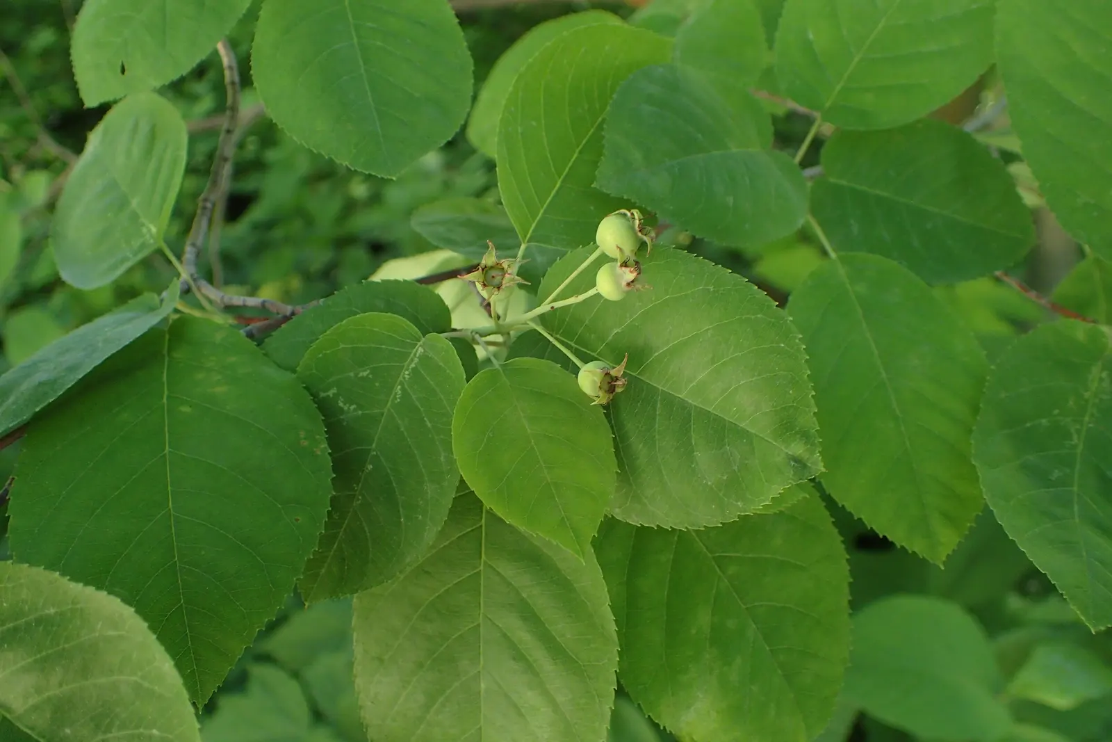 Downy Serviceberry (Amelanchier Arborea) — slightly acidic to neutral soil; as either a specimen or part of a naturalized planting