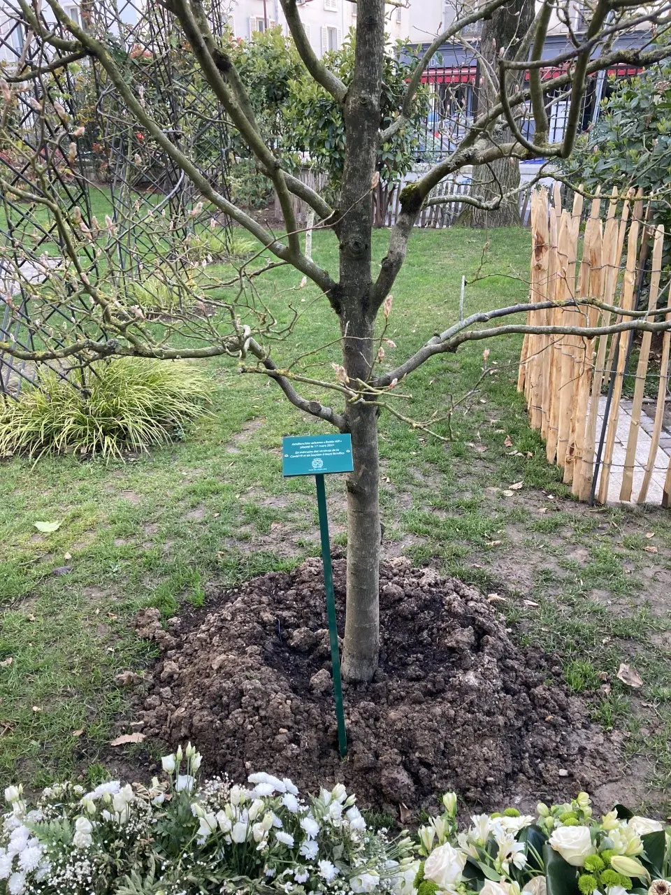 Downy Serviceberry (Amelanchier Arborea) — this native North American species thrives in USDA zones 4 through 9; is a versatile and elegant small tree or large