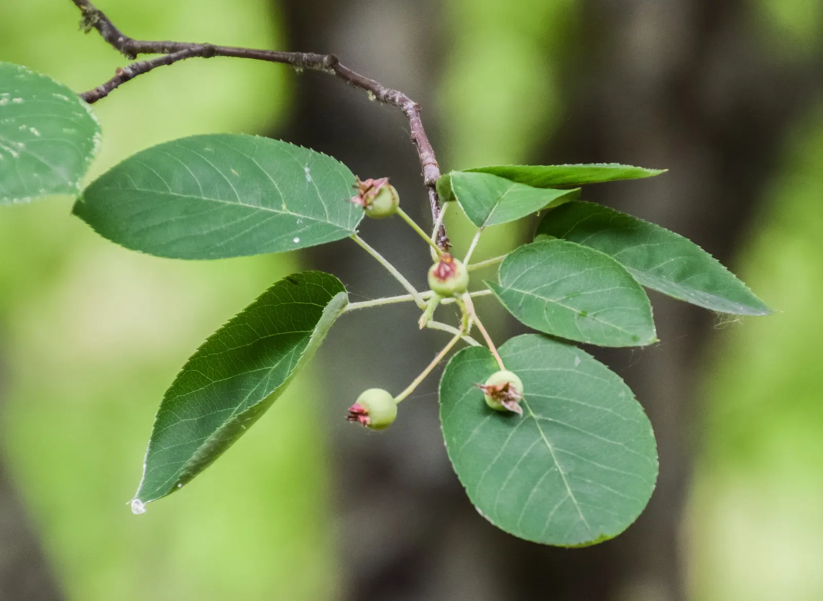 Downy Serviceberry (Amelanchier Arborea) — It exhibits a graceful, upright habit that, come spring, bursts into a showy display of delicate white flowers