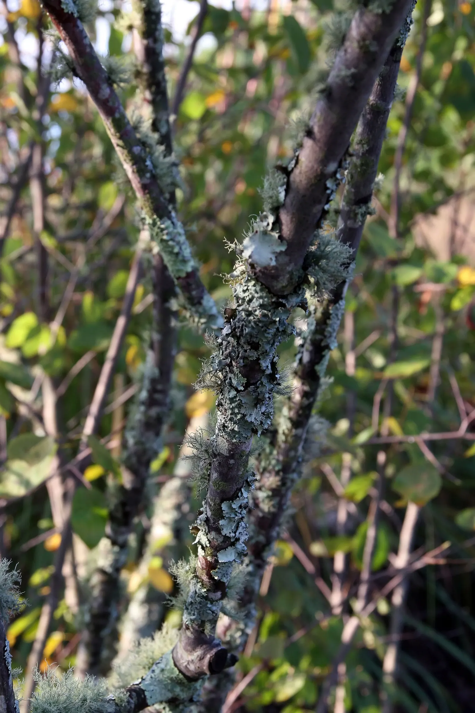 Downy Serviceberry (Amelanchier Arborea) — It grows 15-25 feet tall, with a spread of 15-20 feet, thriving in full sun to partial shade