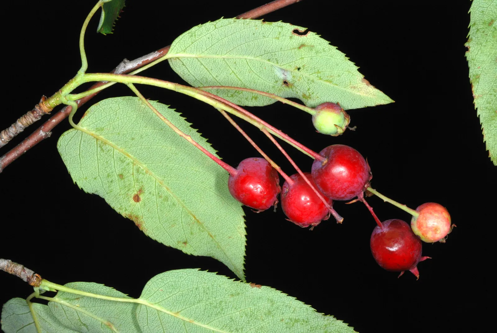 Downy Serviceberry (Amelanchier Arborea) — scientifically known as Amelanchier arborea; it grows 15-25 feet tall, with a spread of 15-20 feet, thriving in full