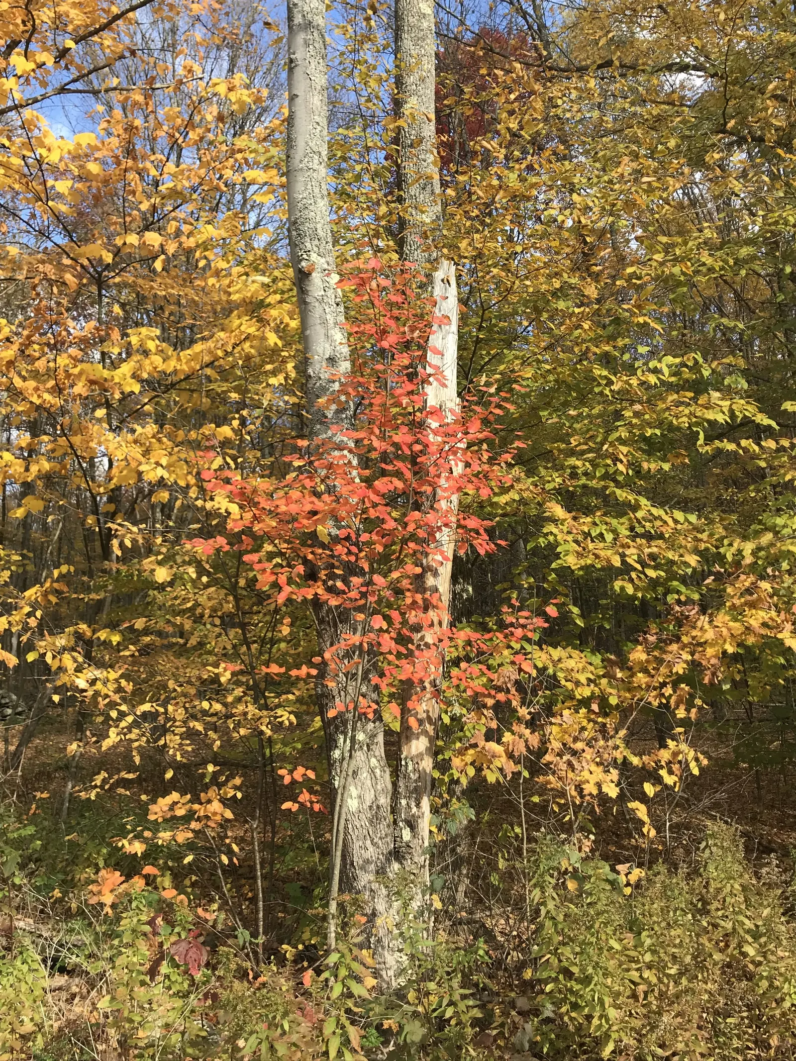 Downy Serviceberry (Amelanchier Arborea) — this native North American species thrives in USDA zones 4 through 9