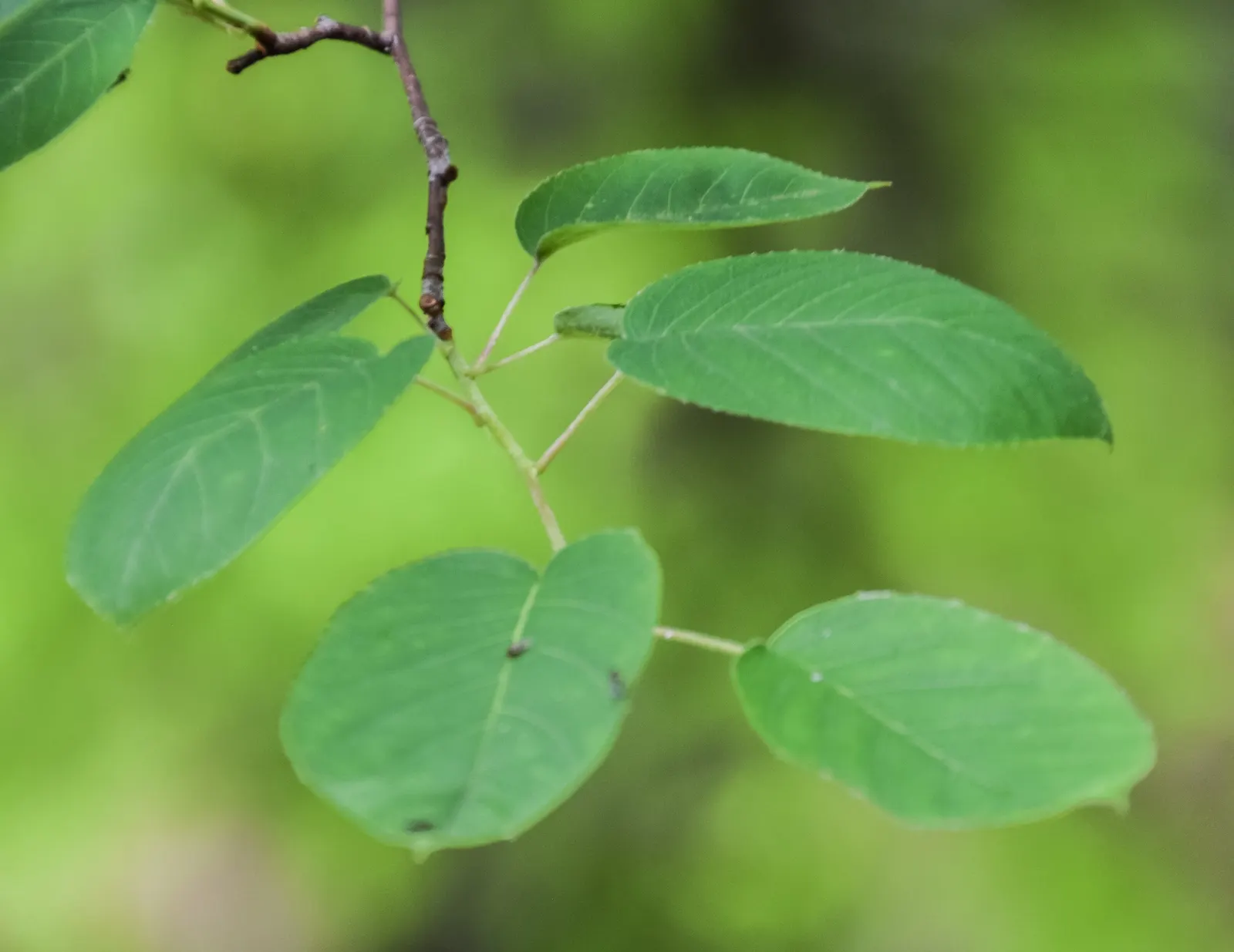 Downy Serviceberry (Amelanchier Arborea) — Each 2 to 4-inch raceme comprises five-petaled blossoms