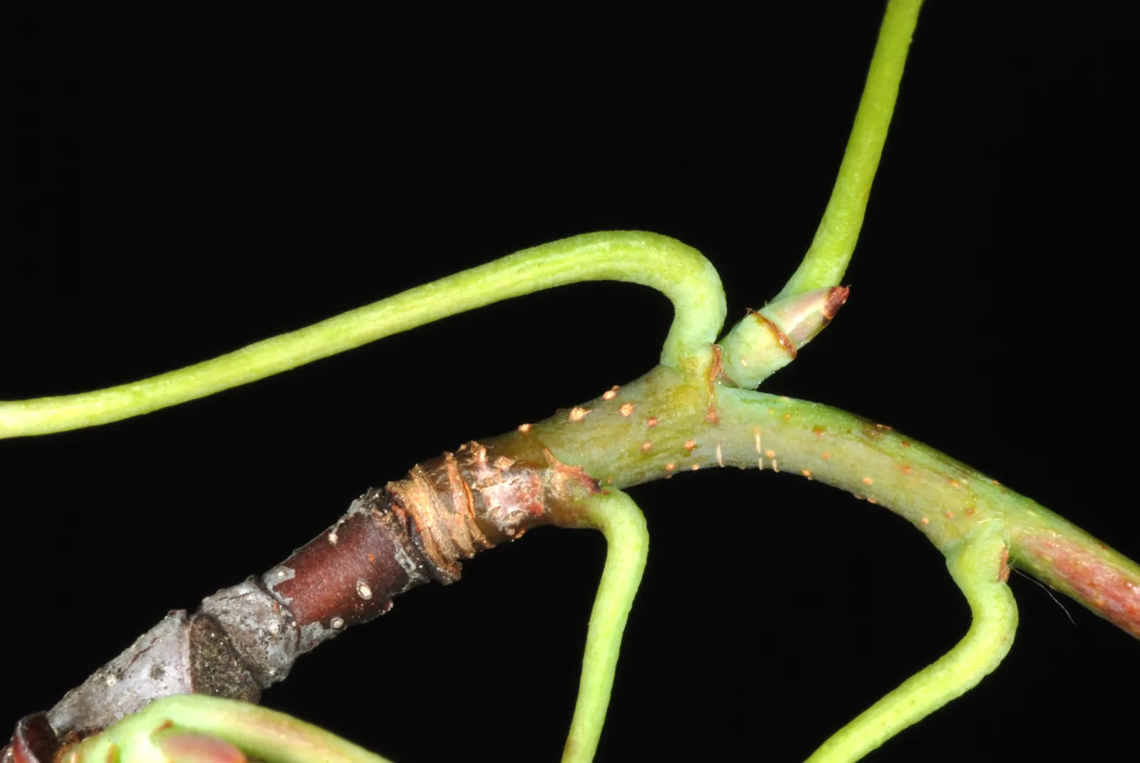 Downy Serviceberry (Amelanchier Arborea) — As either a specimen or part of a naturalized planting
