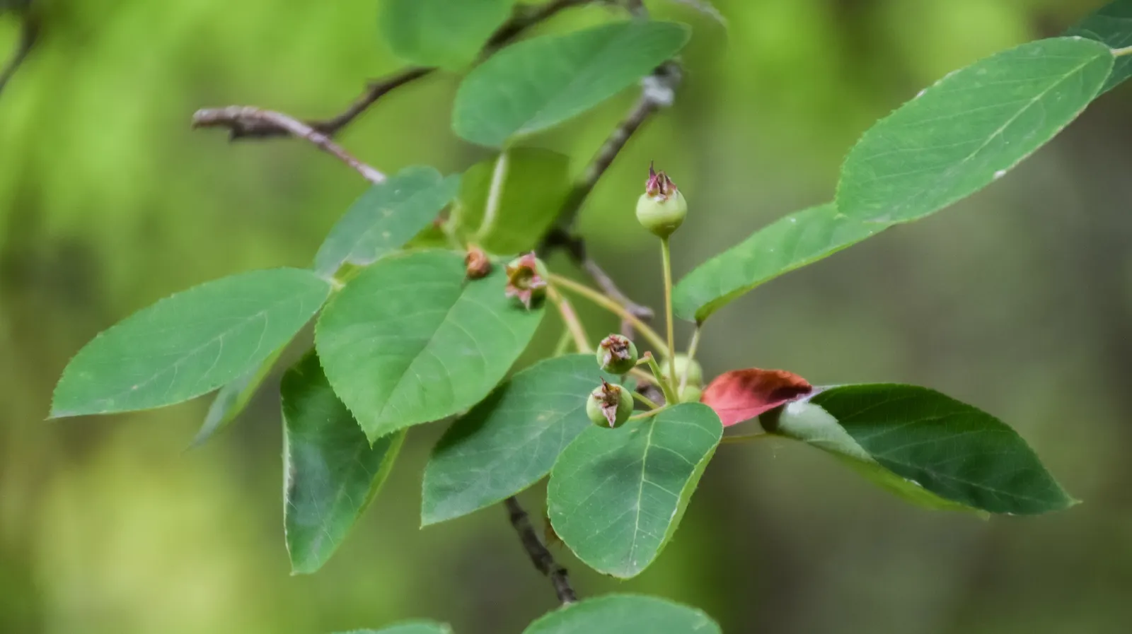 Downy Serviceberry (Amelanchier Arborea) — the Downy Serviceberry prospers in full sun to partial shade and prefers well-drained