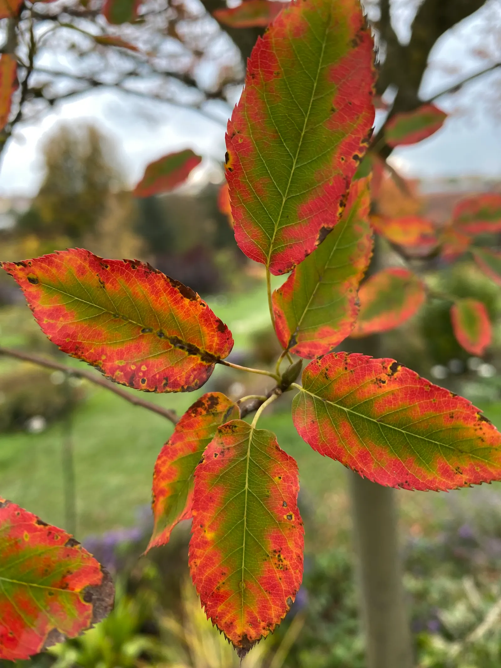 Downy Serviceberry (Amelanchier Arborea) — smooth and gray when young