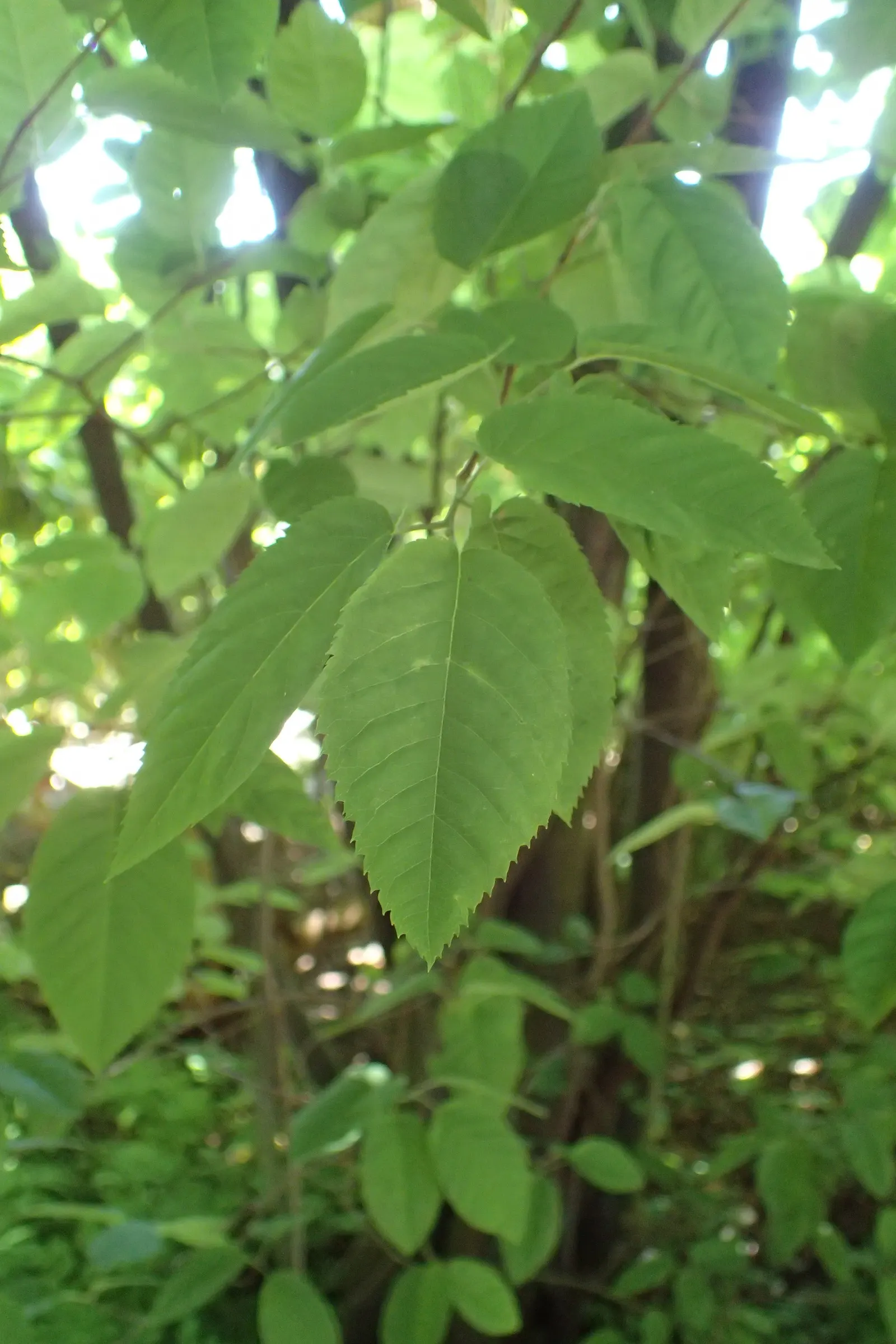 Downy Serviceberry (Amelanchier Arborea) — maturing by early summer to the delight of birds and human foragers alike