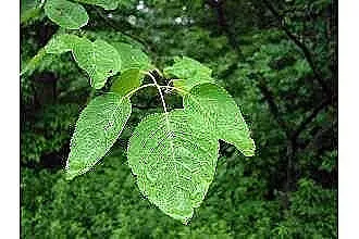 Downy Serviceberry (Amelanchier Arborea) — scientifically known as Amelanchier arborea