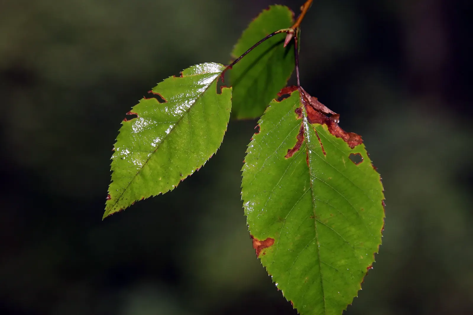 Downy Serviceberry (Amelanchier Arborea) — highly praised for its multi-season interest in the garden