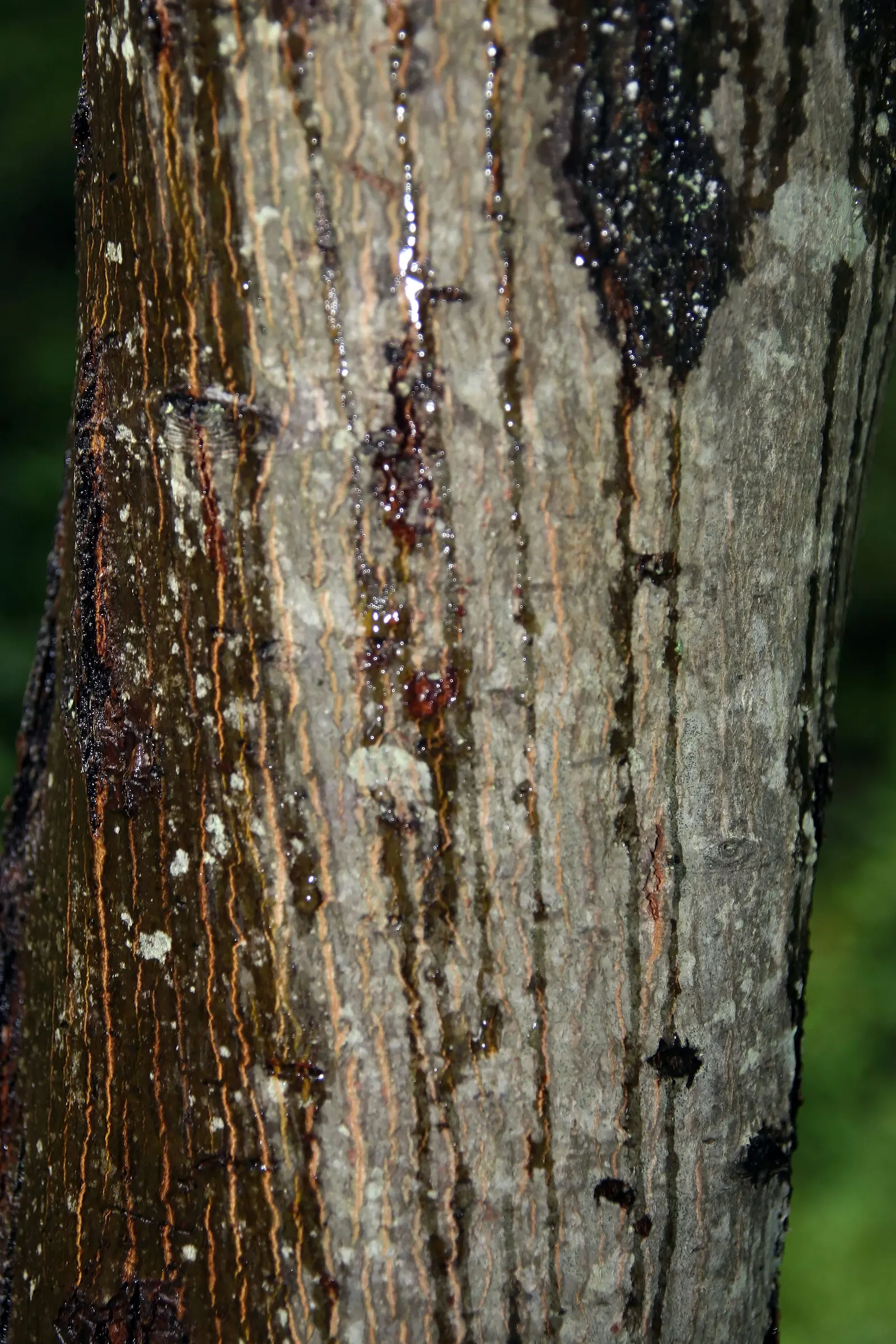Downy Serviceberry (Amelanchier Arborea) — slightly acidic to neutral soil