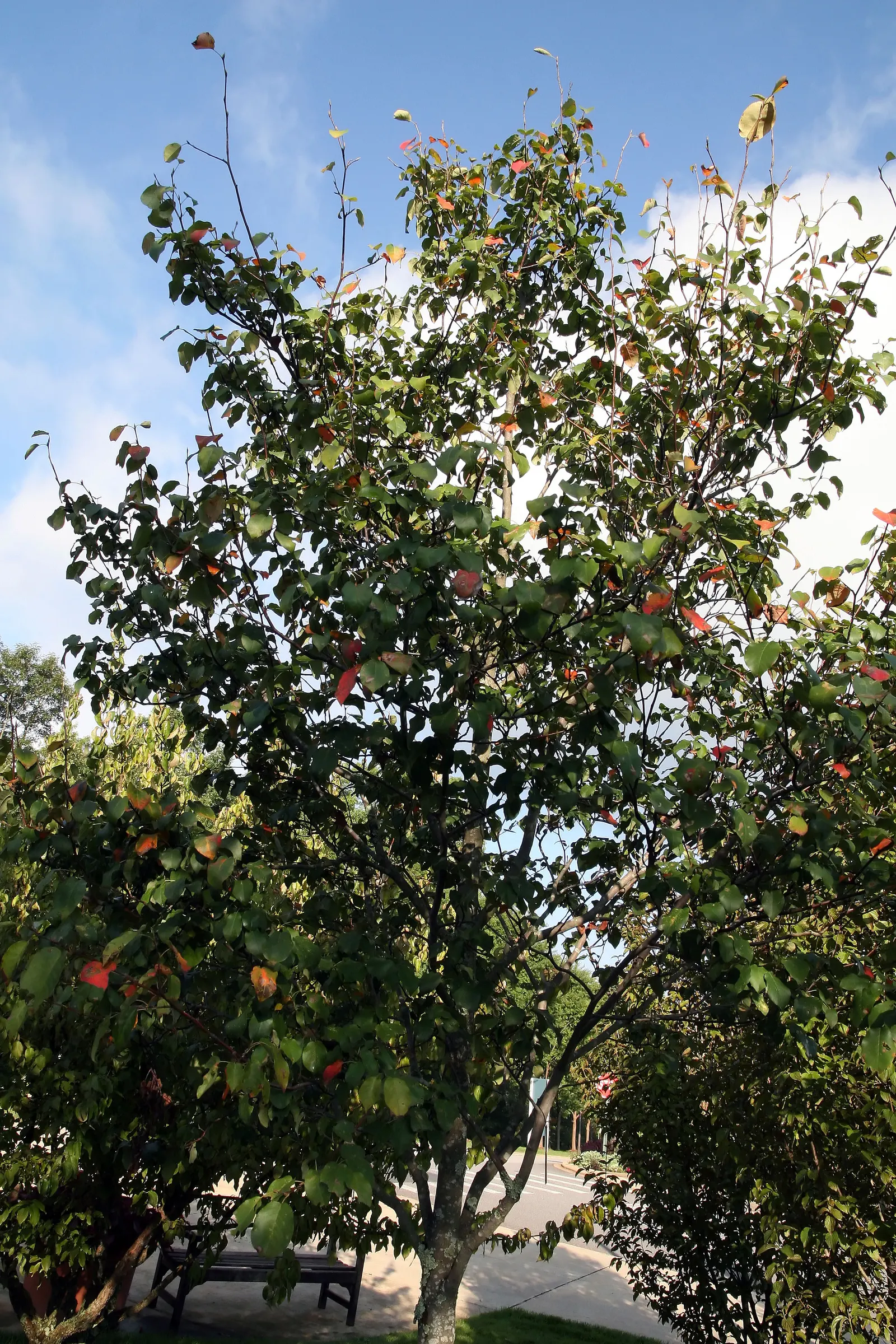 Downy Serviceberry (Amelanchier Arborea) — It grows 15-25 feet tall, with a spread of 15-20 feet, thriving in full sun to partial shade; scientifically known