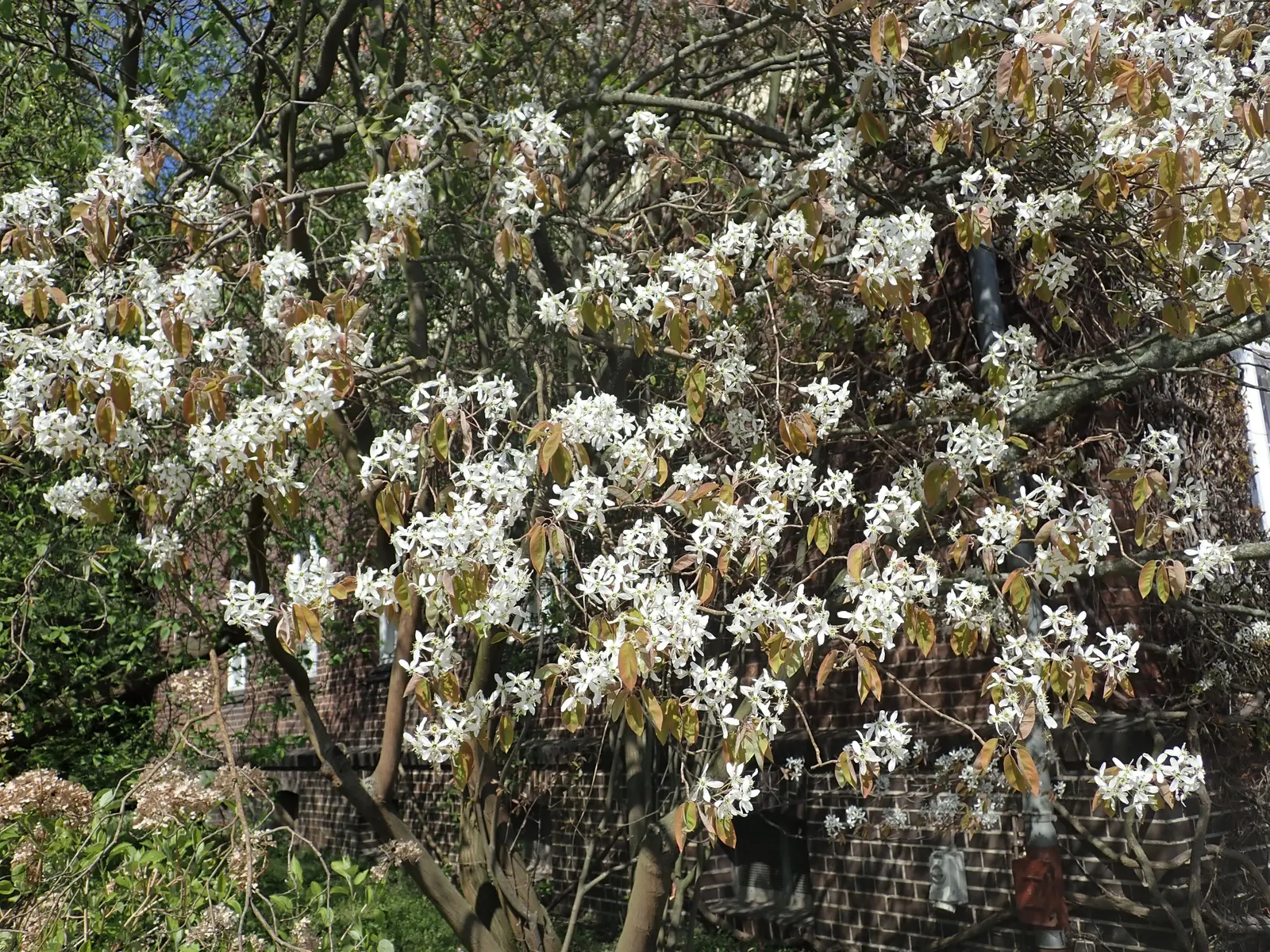Downy Serviceberry (Amelanchier Arborea) — is a versatile and elegant small tree or large shrub