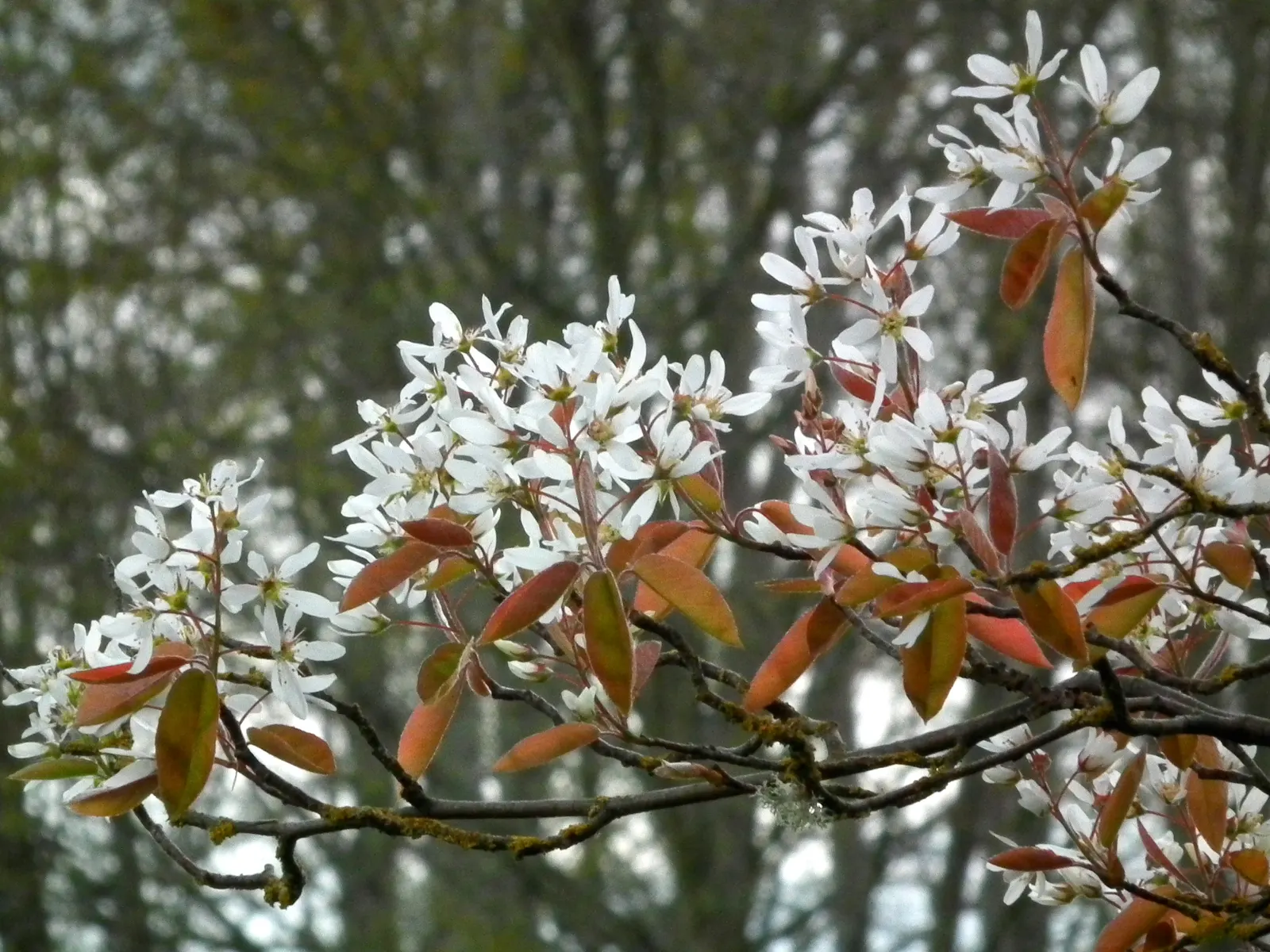Downy Serviceberry (Amelanchier Arborea) — It exhibits a graceful, upright habit that, come spring, bursts into a showy display of delicate white, image 35