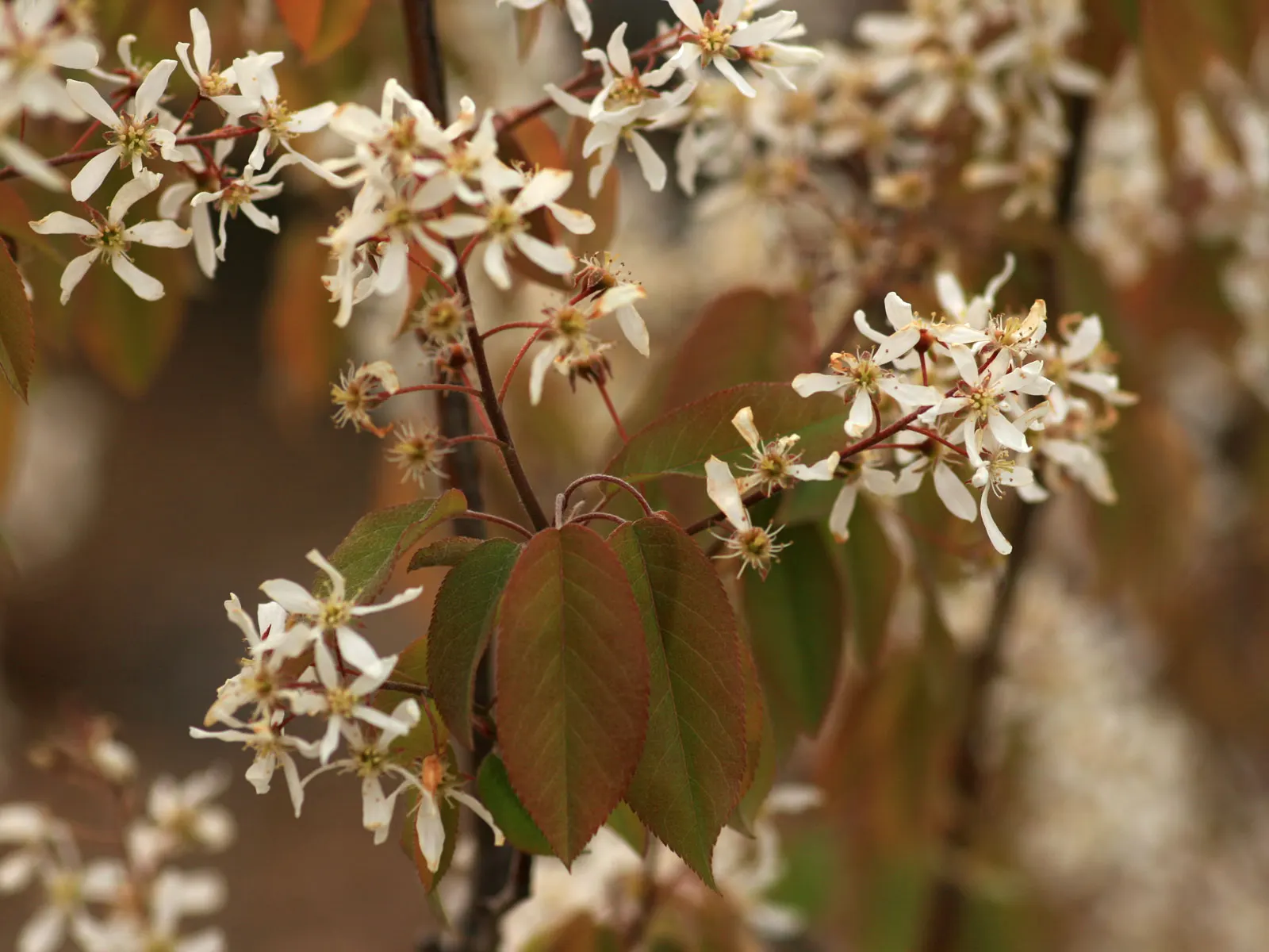 Downy Serviceberry (Amelanchier Arborea) — shrub / tree for full or half