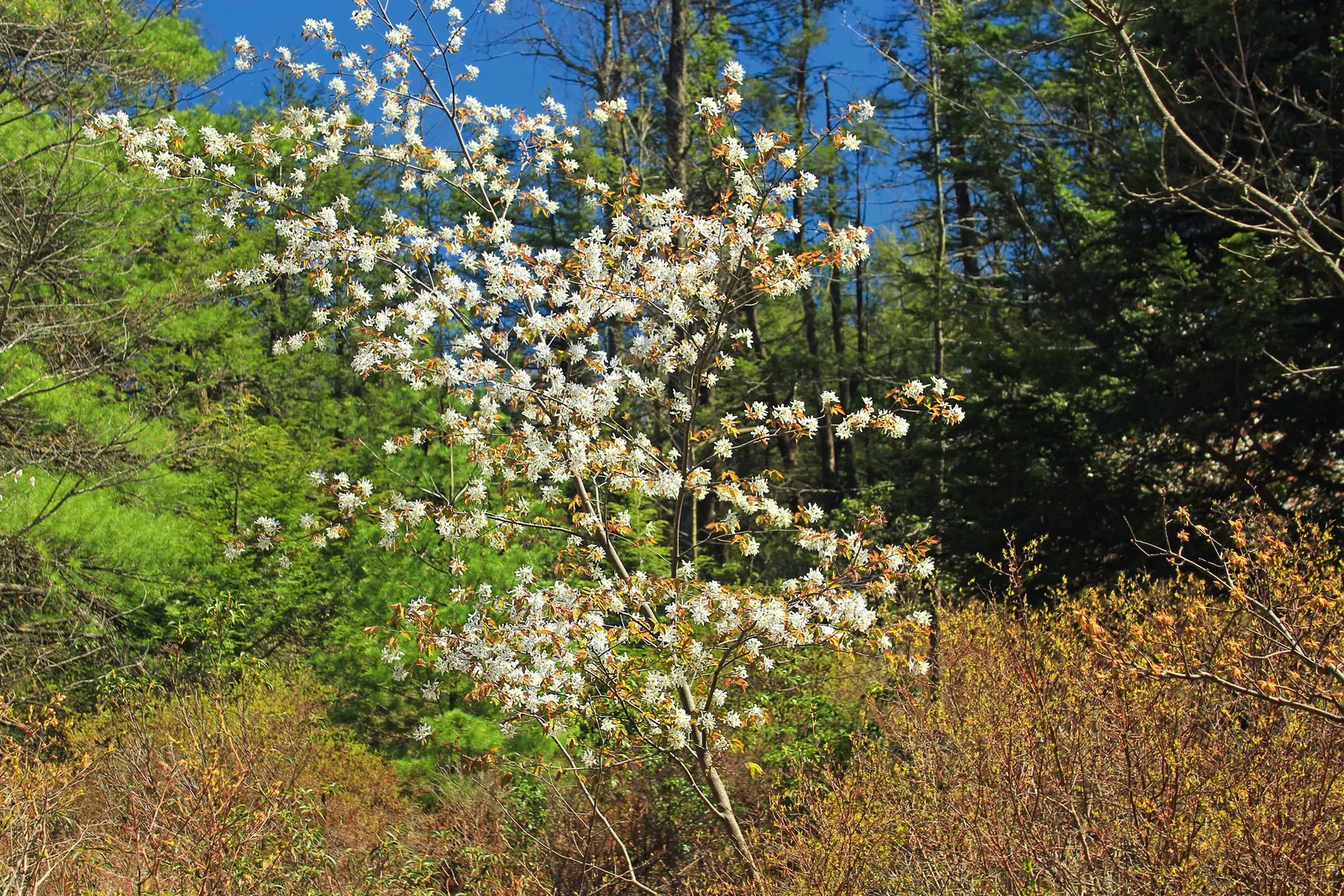Downy Serviceberry (Amelanchier Arborea) — offering year-round beauty and ecological support