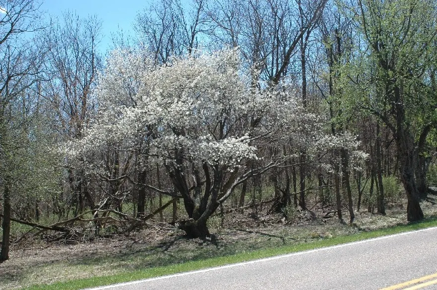 Downy Serviceberry (Amelanchier Arborea) — develops subtle striping with age