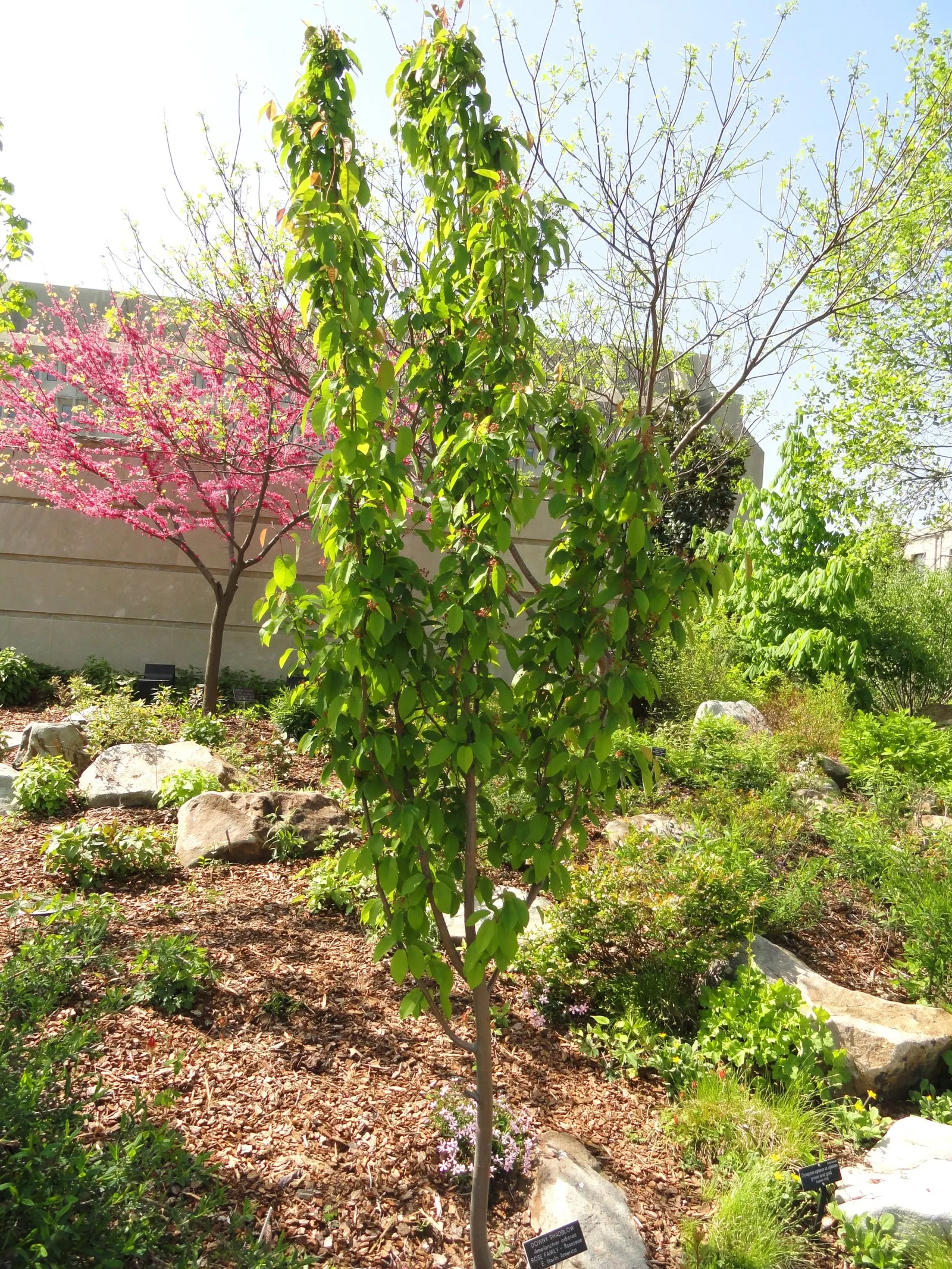 Downy Serviceberry (Amelanchier Arborea) — Typically reaching a height of 15 to 25 feet with a similar spread; white flowers in the garden