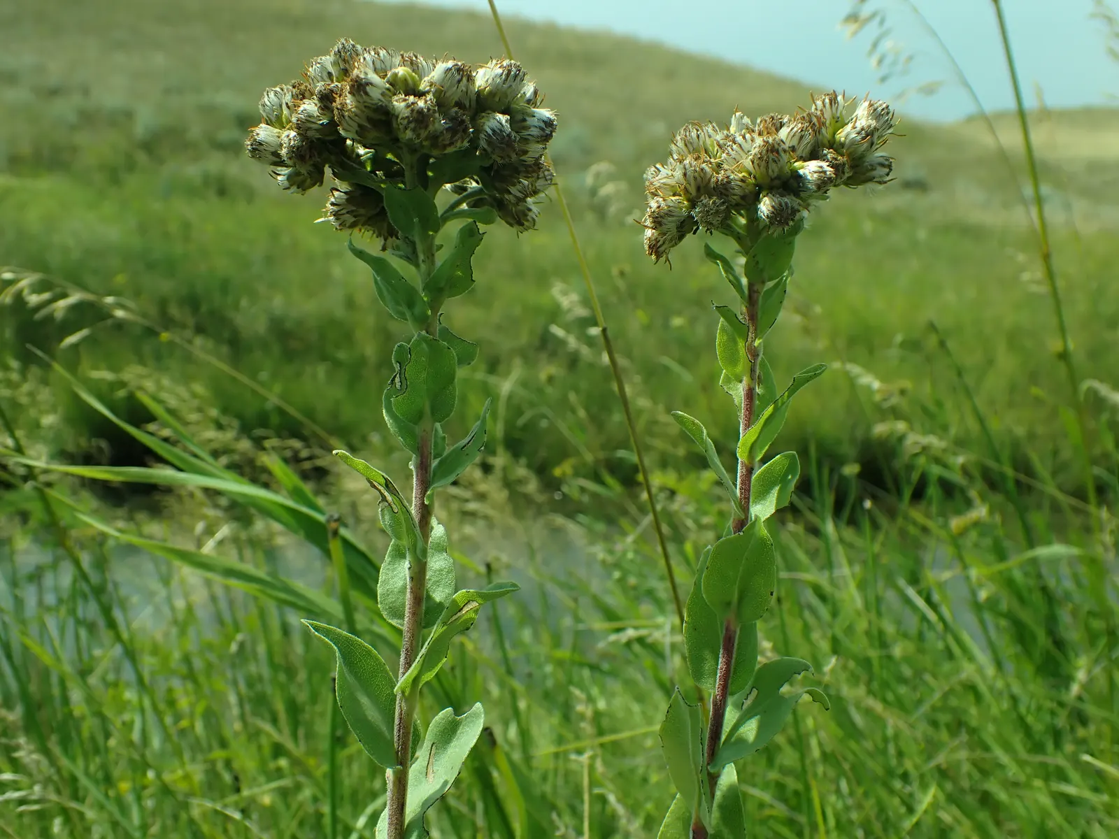 Sweet Goldenrod (Solidago Odora) — It is drought tolerant once established, making it a low-maintenance option for the sustainable landscape