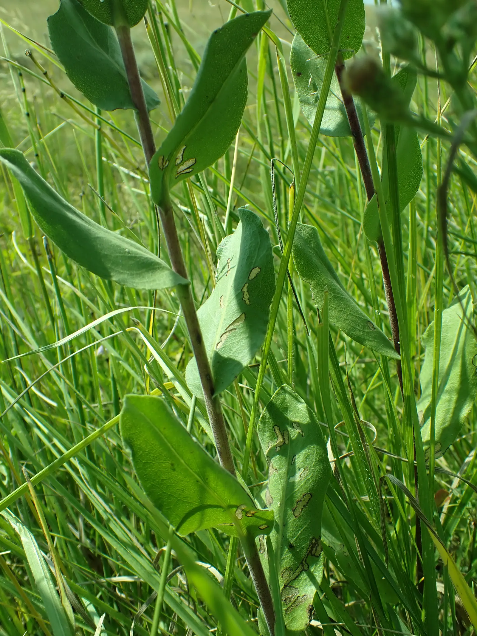 Sweet Goldenrod (Solidago Odora) — Sweet Goldenrod (Solidago odora) is a fragrant