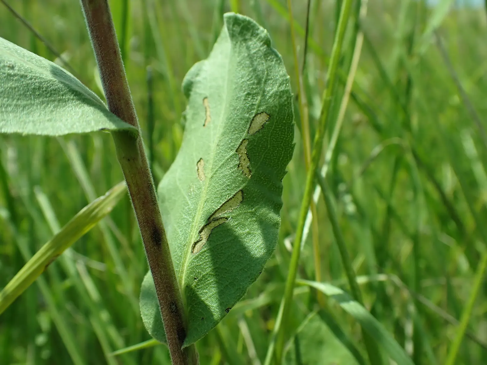 Sweet Goldenrod (Solidago Odora) — creating an upright and clumping form