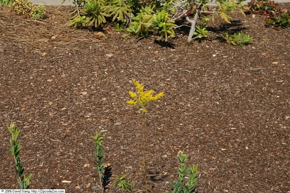 Sweet Goldenrod (Solidago Odora) — Sweet Goldenrod (Solidago odora) is a vibrant, herbaceous perennial, flourishing in full sun to part shade