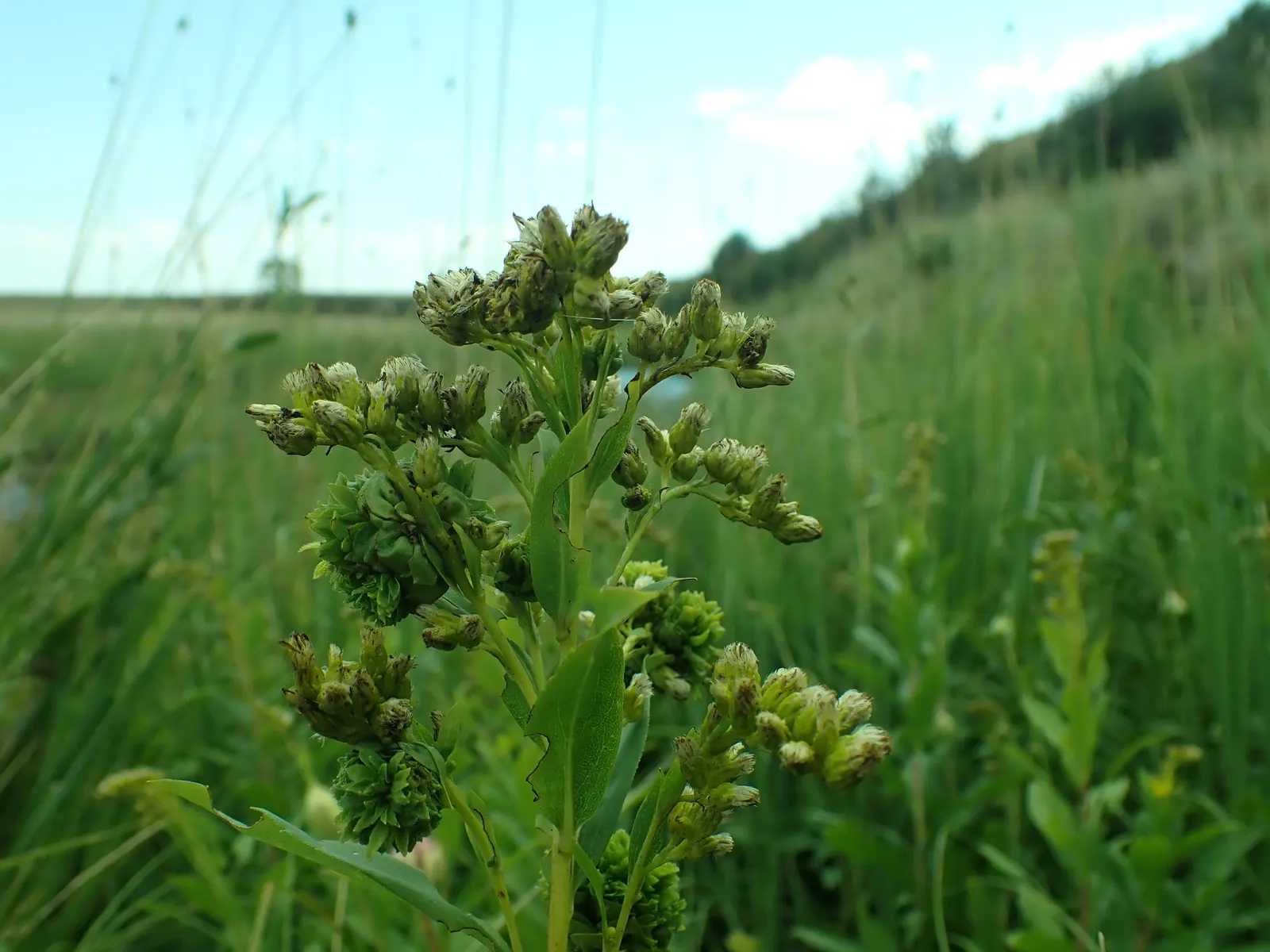 Sweet Goldenrod (Solidago Odora) — The lance-shaped leaves are slender
