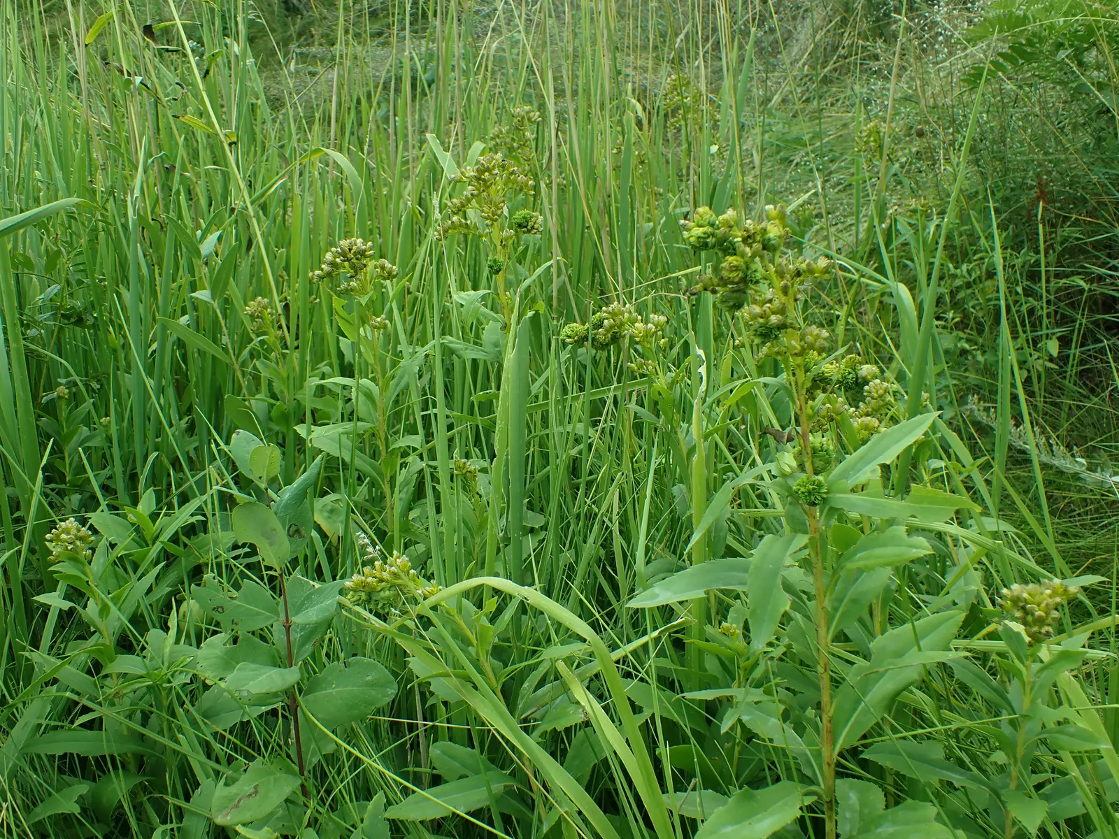Sweet Goldenrod (Solidago Odora) — perennial herb native to the eastern United States