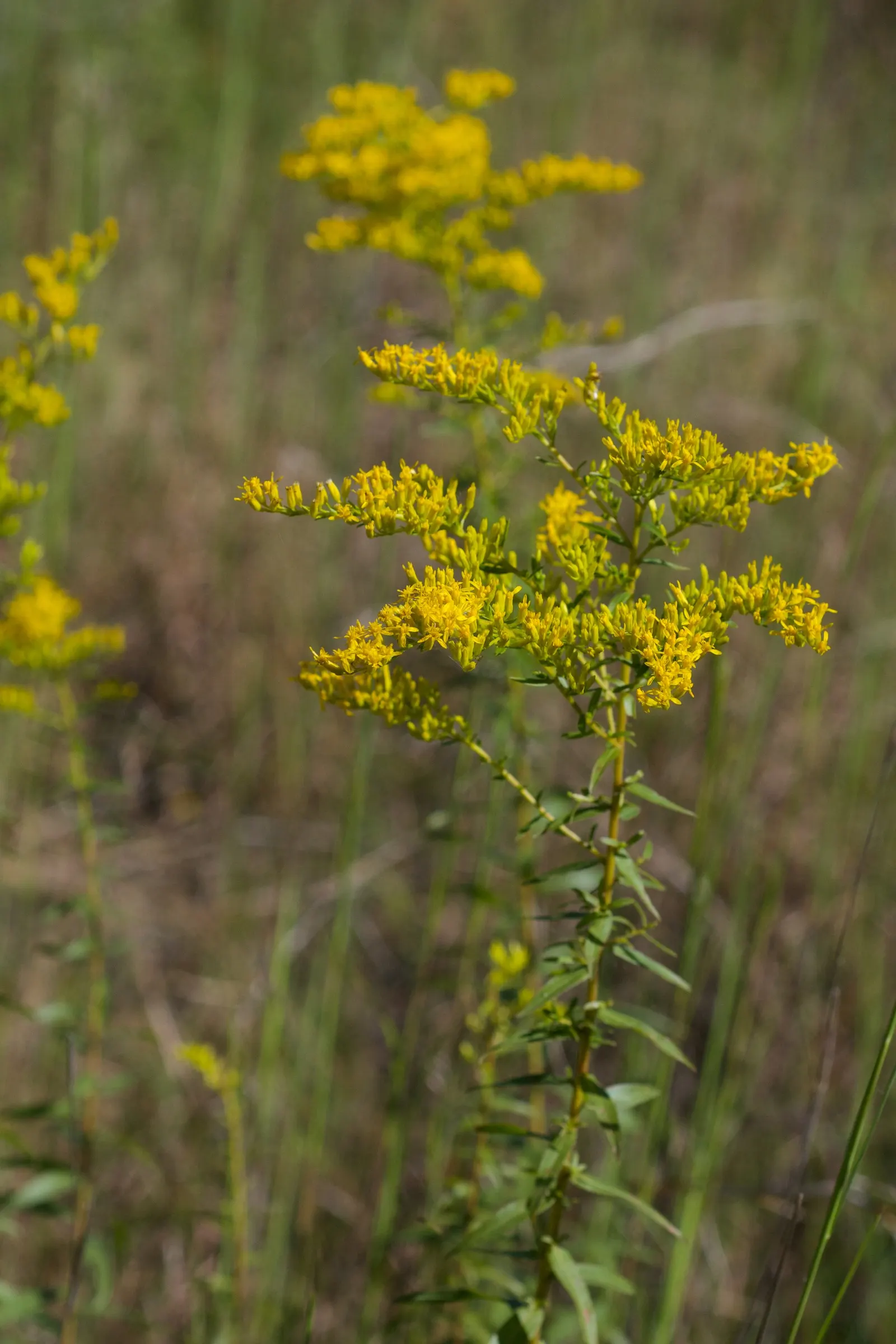 Sweet Goldenrod (Solidago Odora) — This species typically reaches a height of 2 to 4 feet and spreads out to around 18 to 24 inches